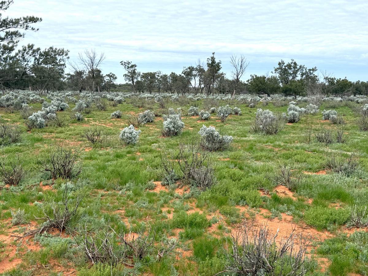 'Mazar Station' 6494 Netley Road, Broken Hill For Sale by Farmbuy.com - image 29