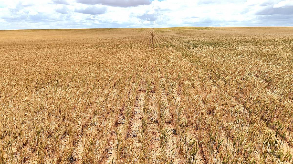 'Menzels' North Five Chain Road, Murrayville For Sale by Farmbuy.com - image 8