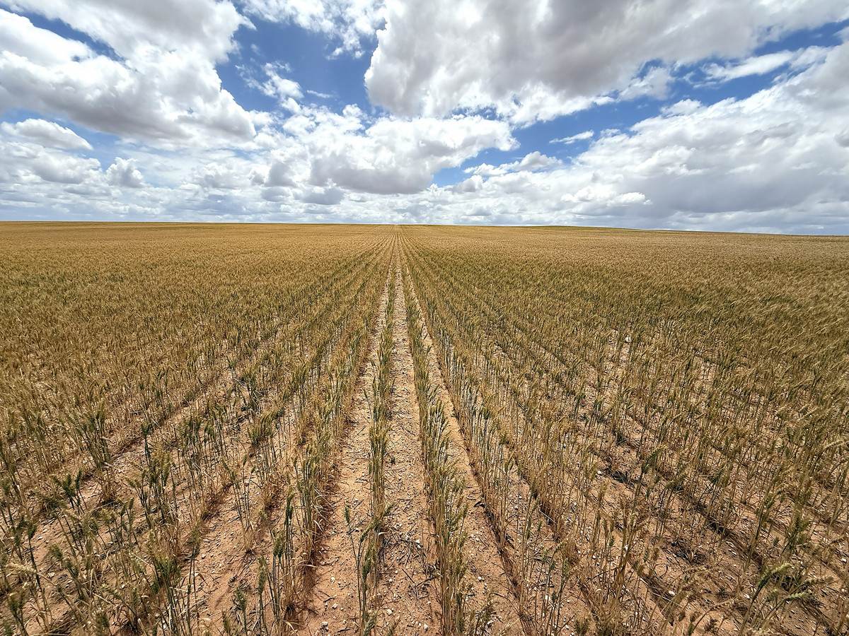 'Menzels' North Five Chain Road, Murrayville For Sale by Farmbuy.com - image 10