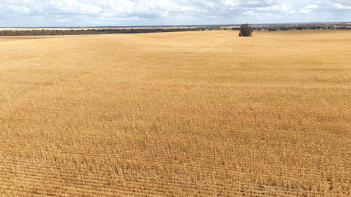 'Menzels' North Five Chain Road, Murrayville For Sale by Farmbuy.com - image 7
