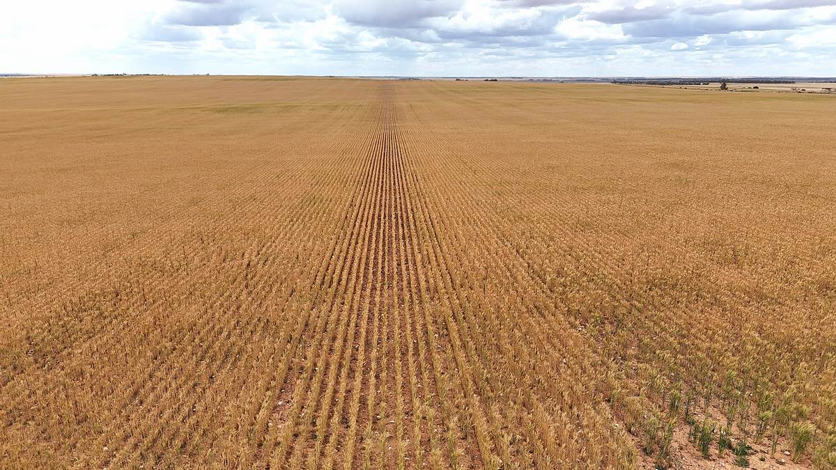 'Menzels' North Five Chain Road, Murrayville For Sale by Farmbuy.com - image 17