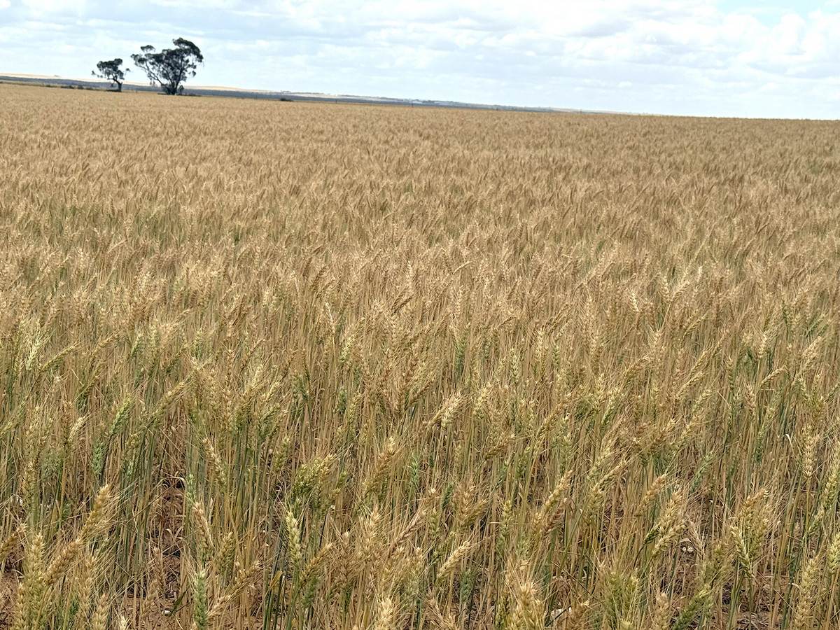 'Menzels' North Five Chain Road, Murrayville For Sale by Farmbuy.com - image 15