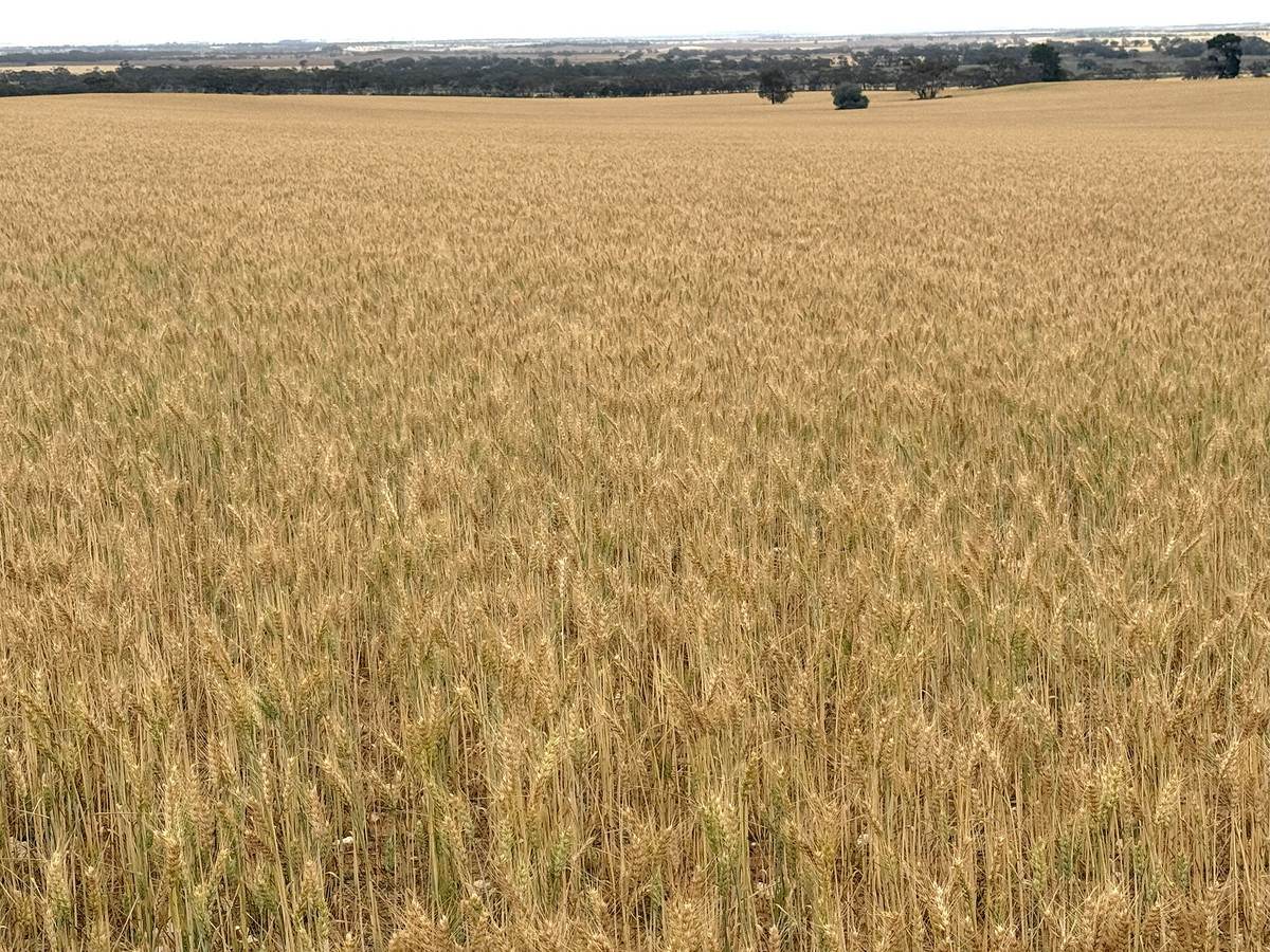 'Menzels' North Five Chain Road, Murrayville For Sale by Farmbuy.com - image 12