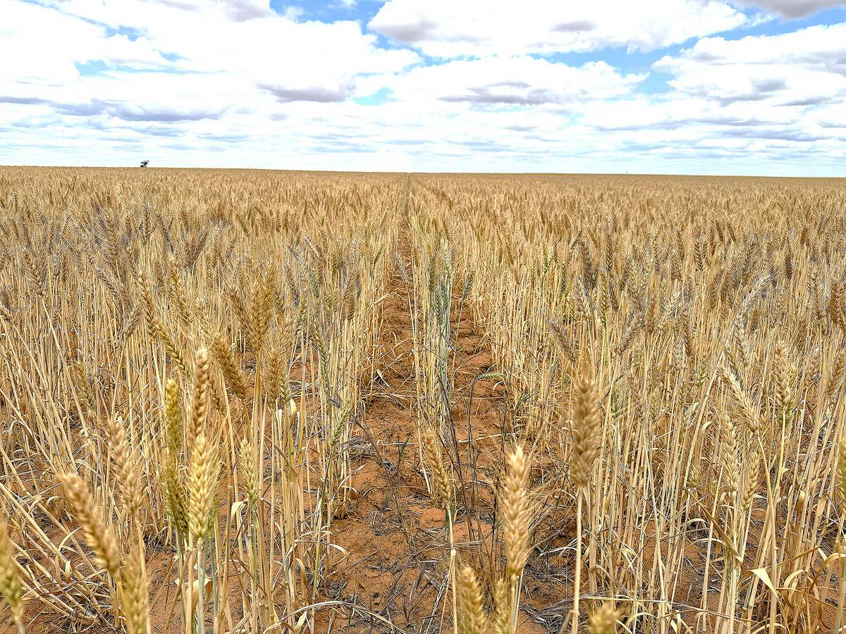 'Menzels' North Five Chain Road, Murrayville For Sale by Farmbuy.com - image 14