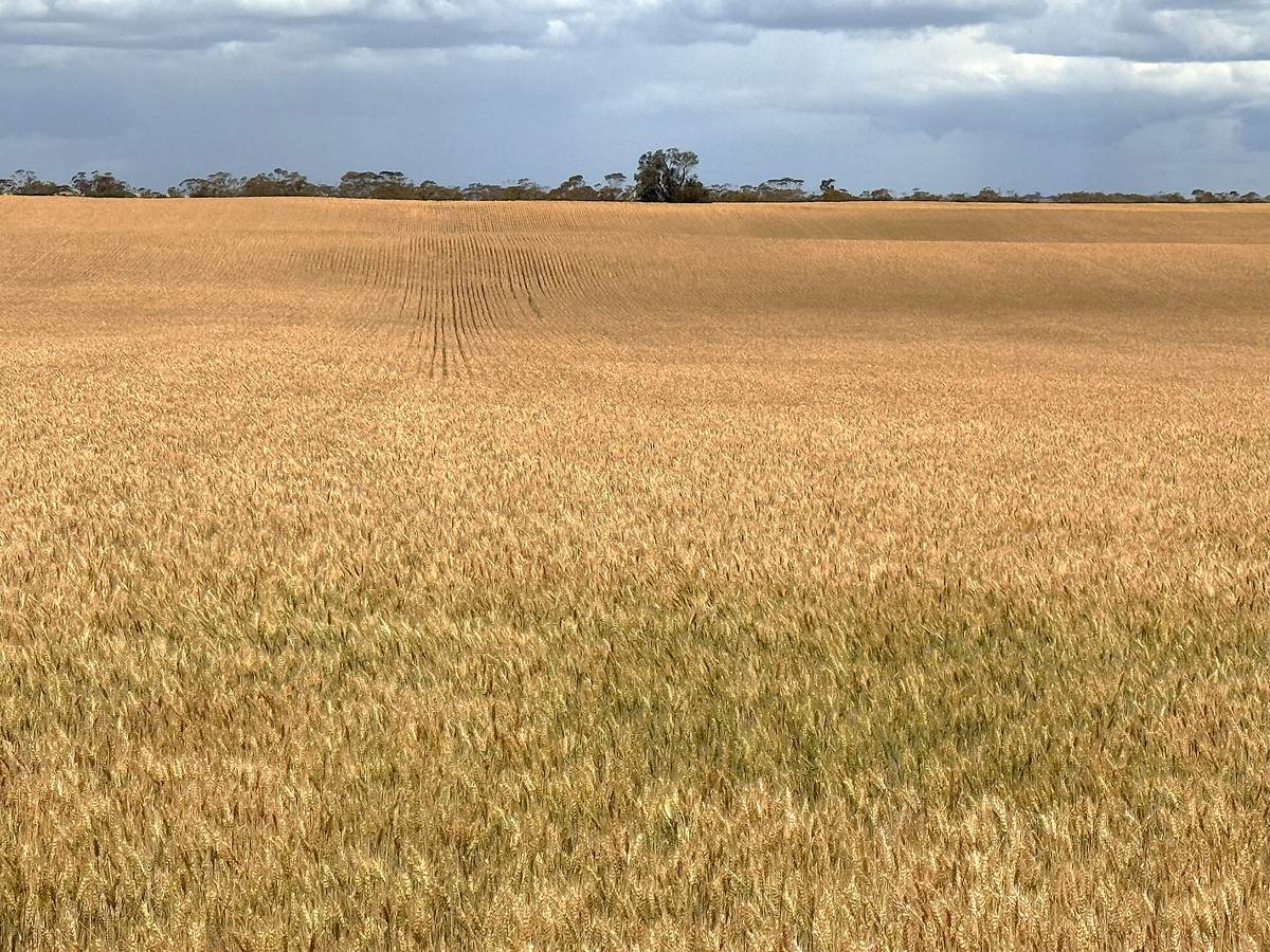 'Menzels' North Five Chain Road, Murrayville For Sale by Farmbuy.com - image 9