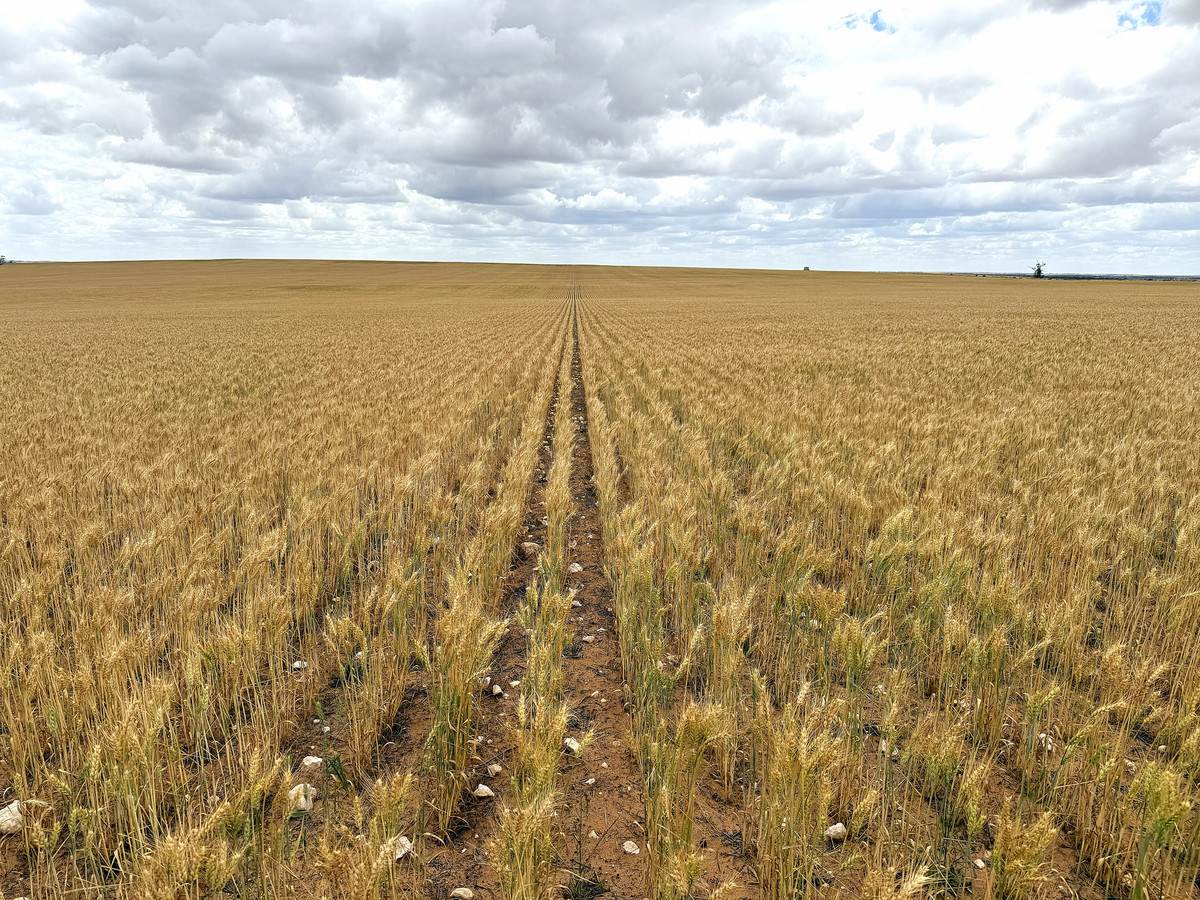 'Menzels' North Five Chain Road, Murrayville For Sale by Farmbuy.com - image 11