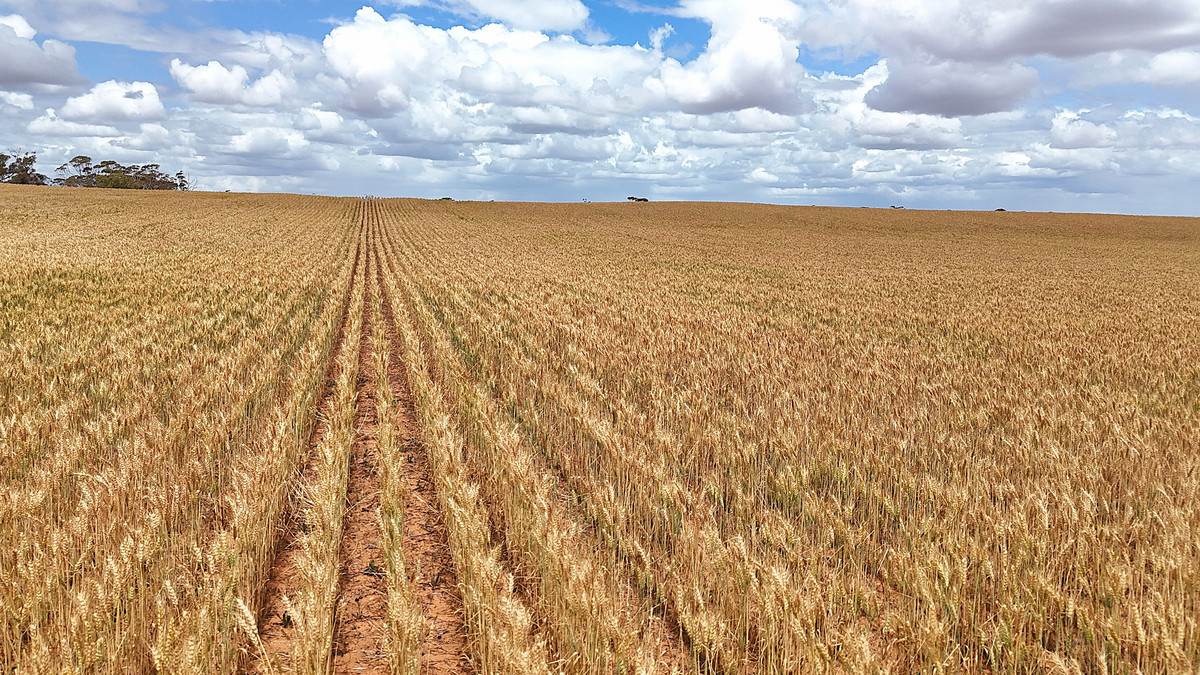 'Menzels' North Five Chain Road, Murrayville For Sale by Farmbuy.com - image 13