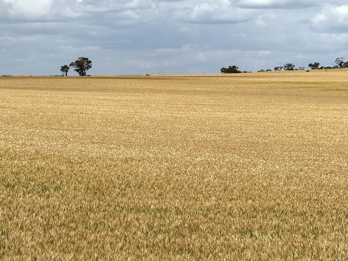 'Menzels' North Five Chain Road, Murrayville For Sale by Farmbuy.com - image 6