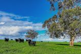 A21 Sunnydale Road, Strathalbyn For Sale by Nutrien Harcourts Strathalbyn 