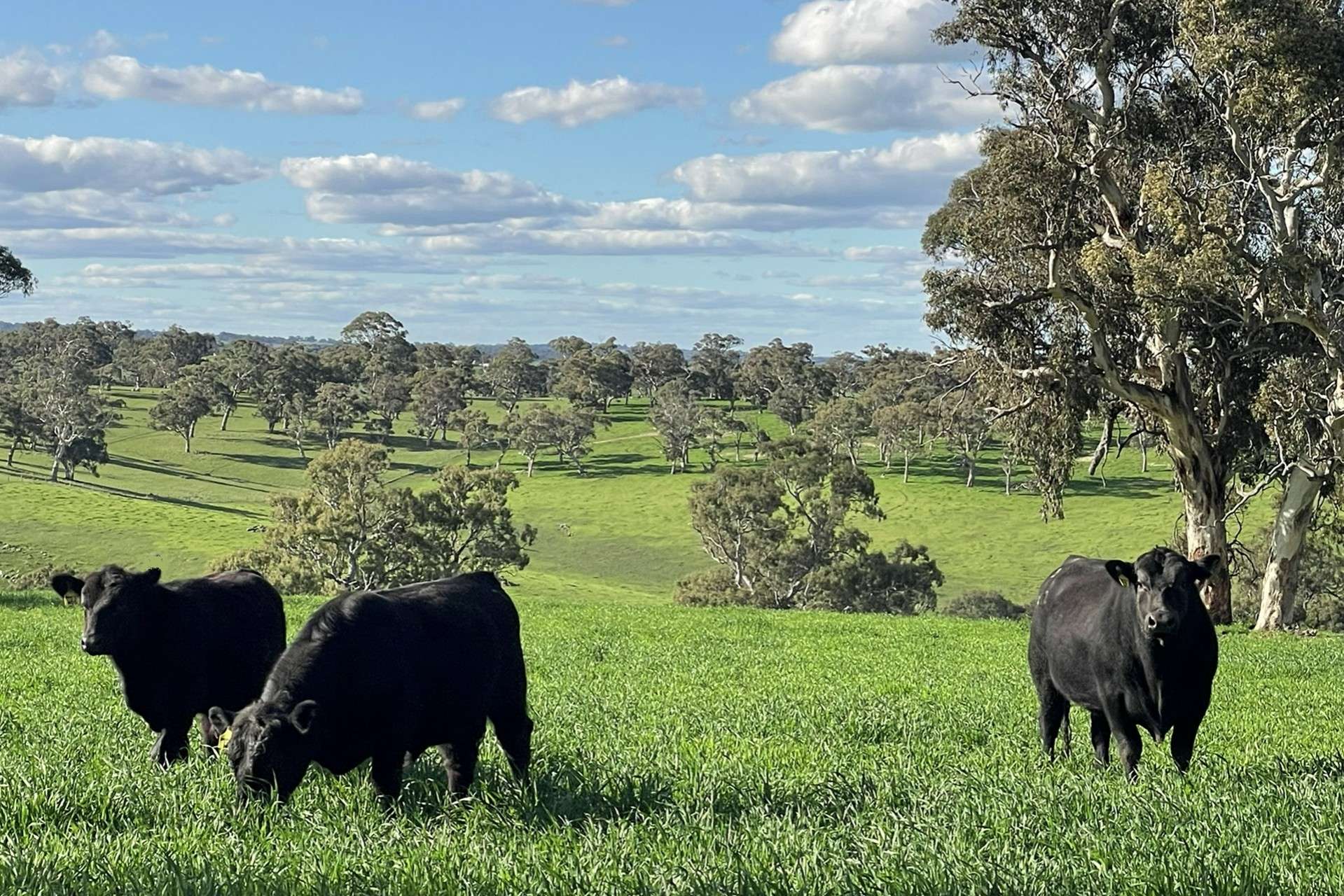 A21 Sunnydale Road, Strathalbyn For Sale by Farmbuy.com - image 2
