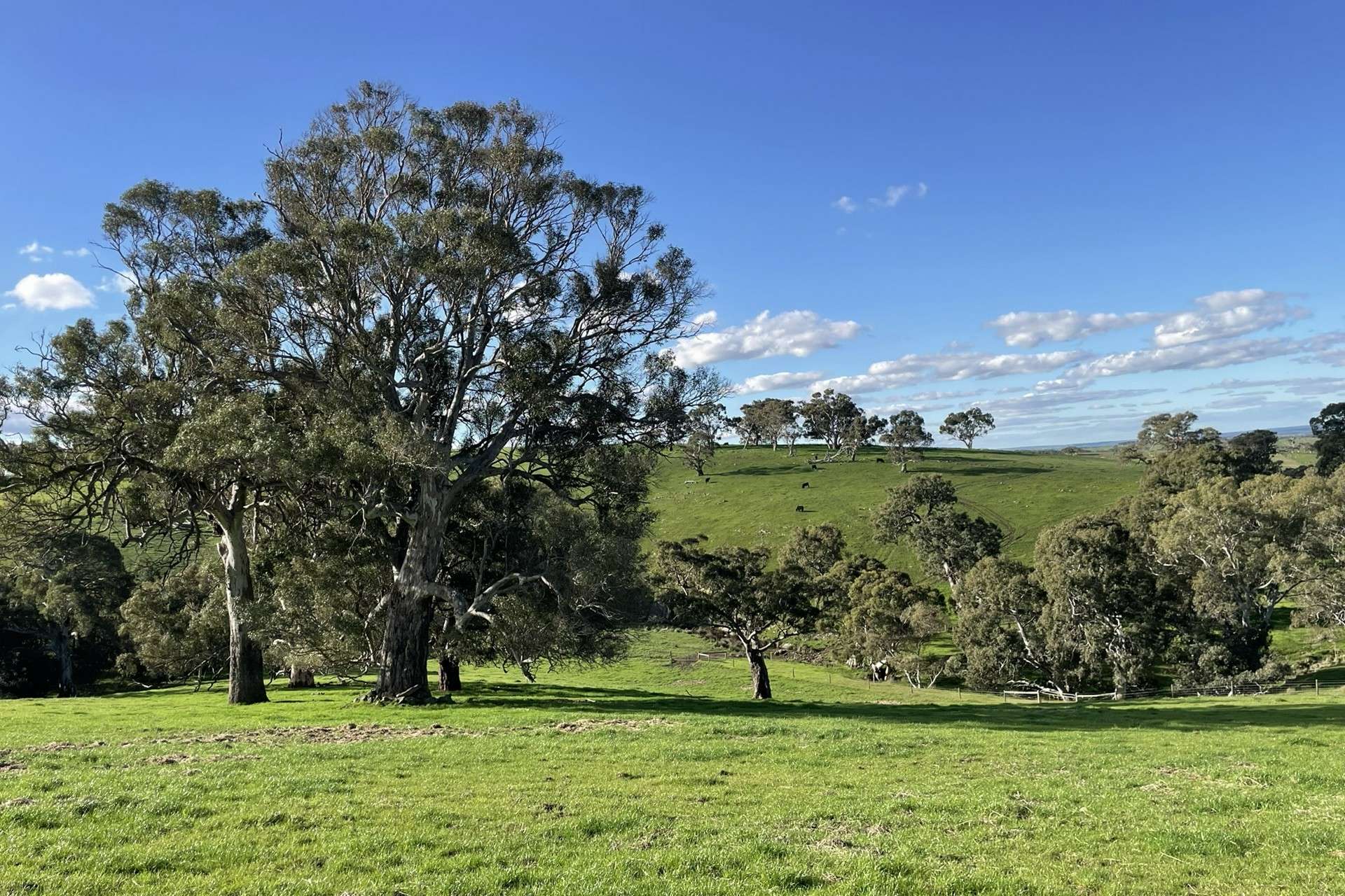 A21 Sunnydale Road, Strathalbyn For Sale by Farmbuy.com - image 27