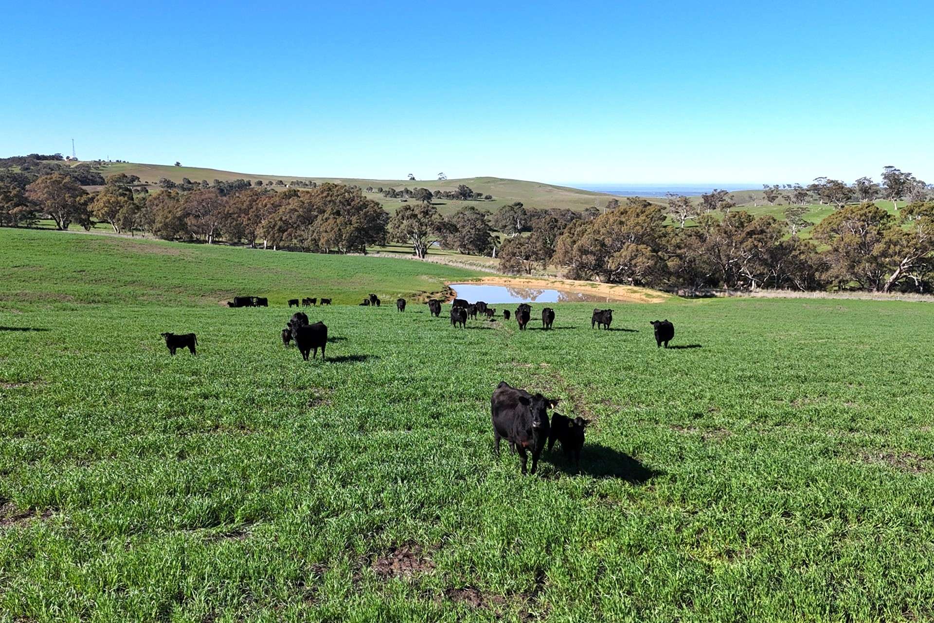 A21 Sunnydale Road, Strathalbyn For Sale by Farmbuy.com - image 10
