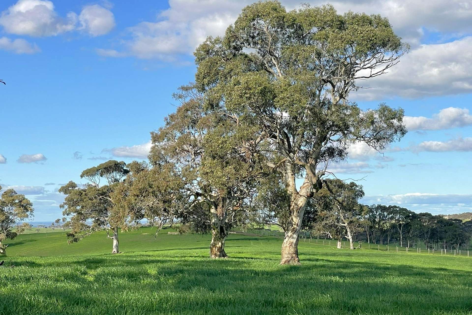 A21 Sunnydale Road, Strathalbyn For Sale by Farmbuy.com - image 6