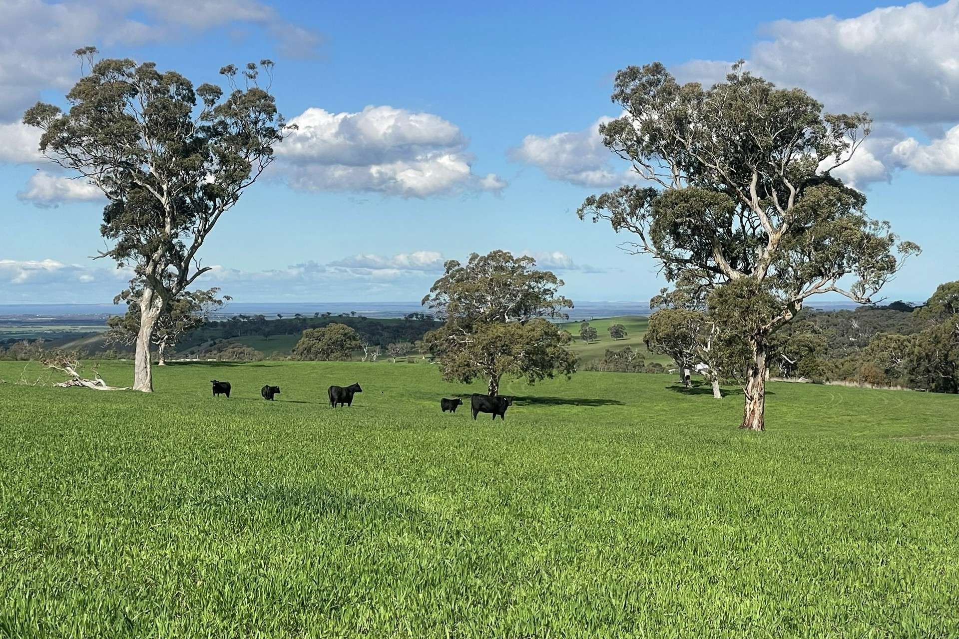 A21 Sunnydale Road, Strathalbyn For Sale by Farmbuy.com - image 31