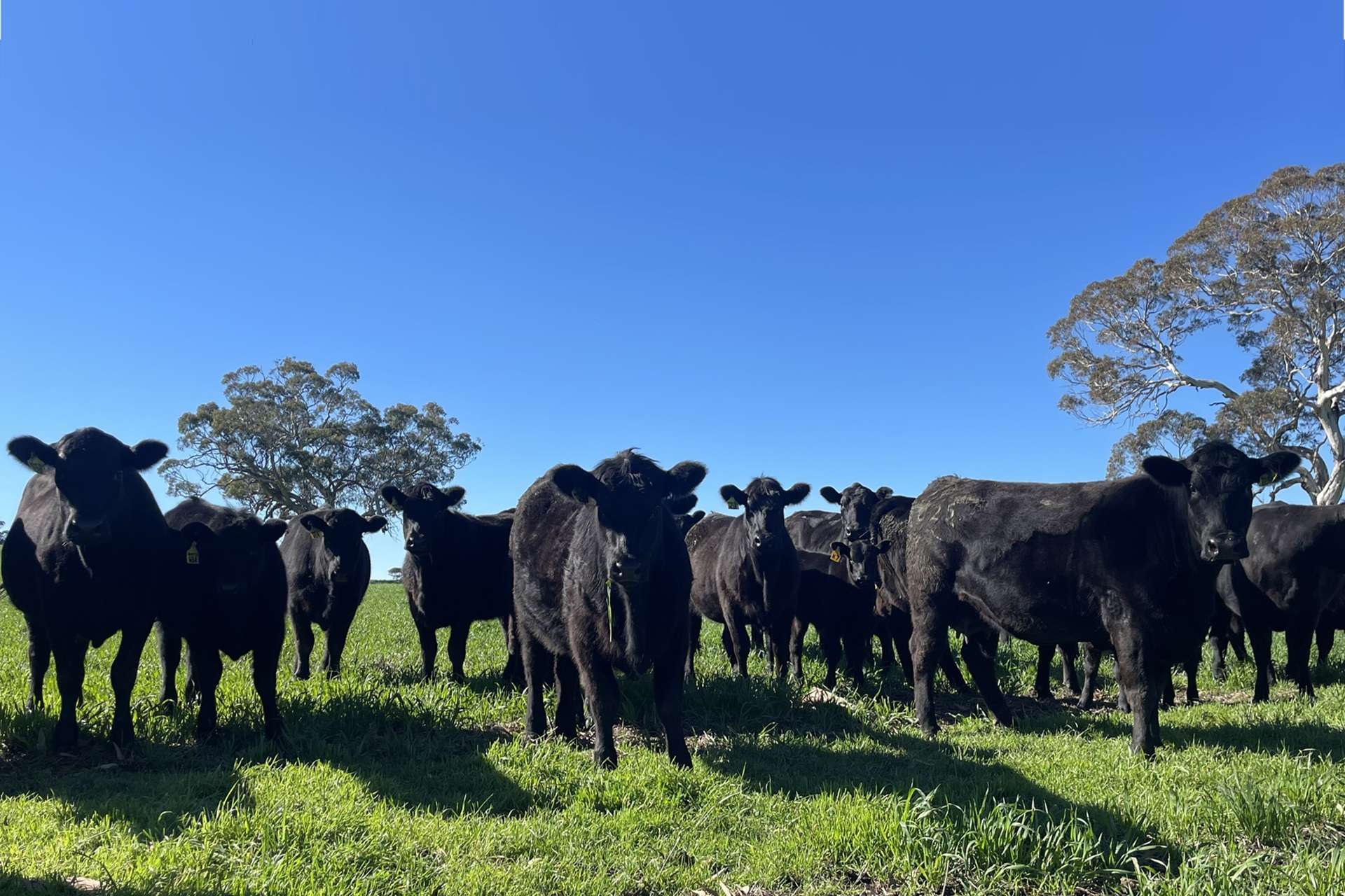 A21 Sunnydale Road, Strathalbyn For Sale by Farmbuy.com - image 33