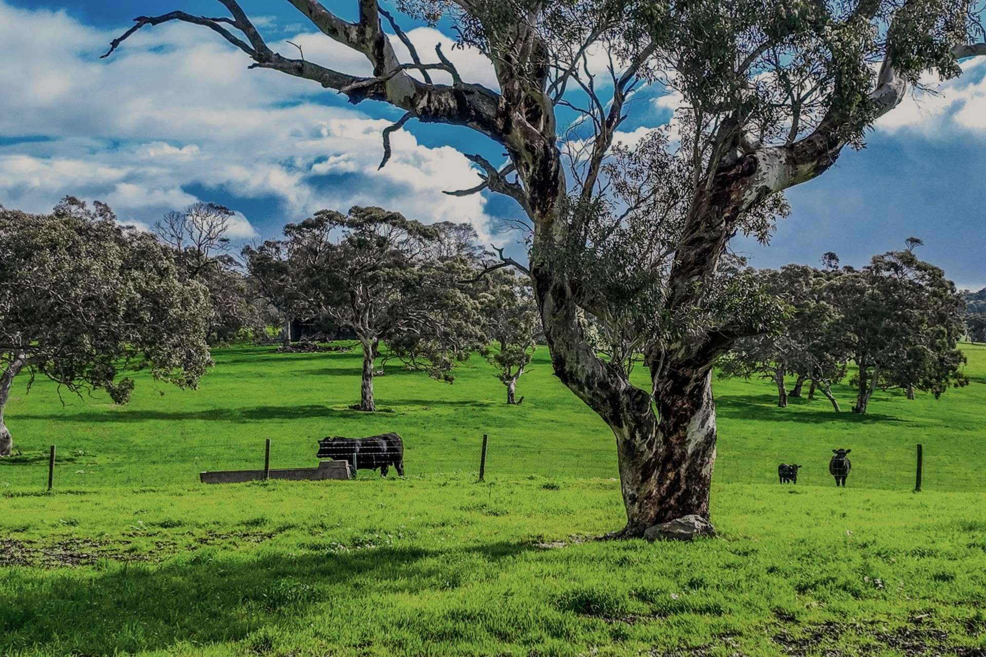 A21 Sunnydale Road, Strathalbyn For Sale by Farmbuy.com - image 13