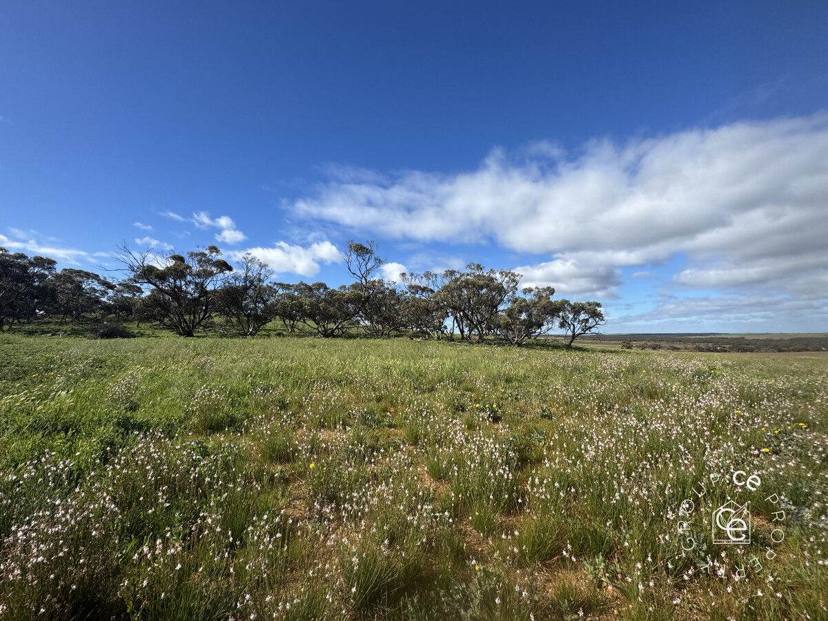 Lot 215 Schmaals Road, Angas Valley For Sale by Farmbuy.com - image 5
