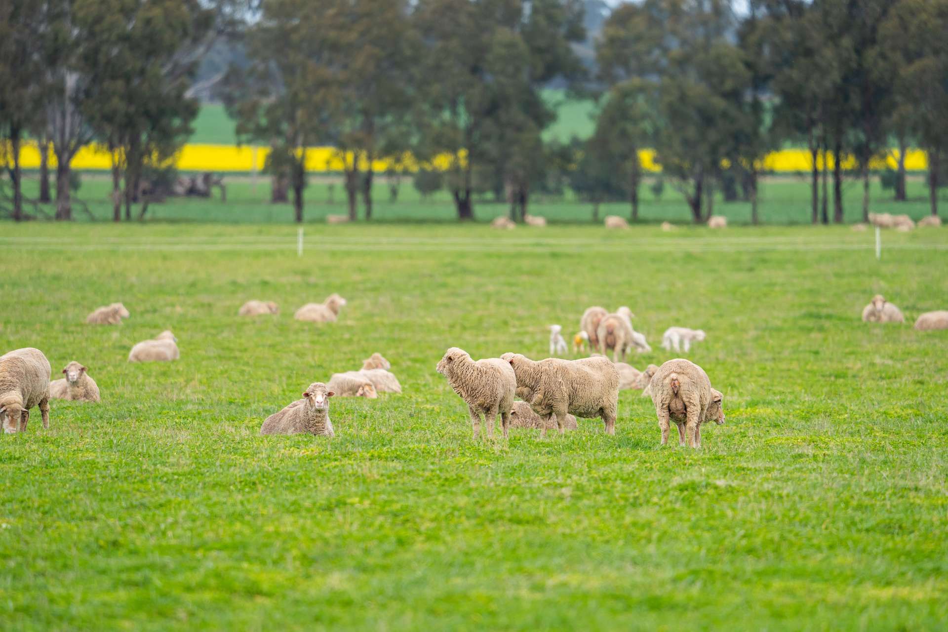 204 Flaxvale Road, Goombargana For Sale by Farmbuy.com - image 16