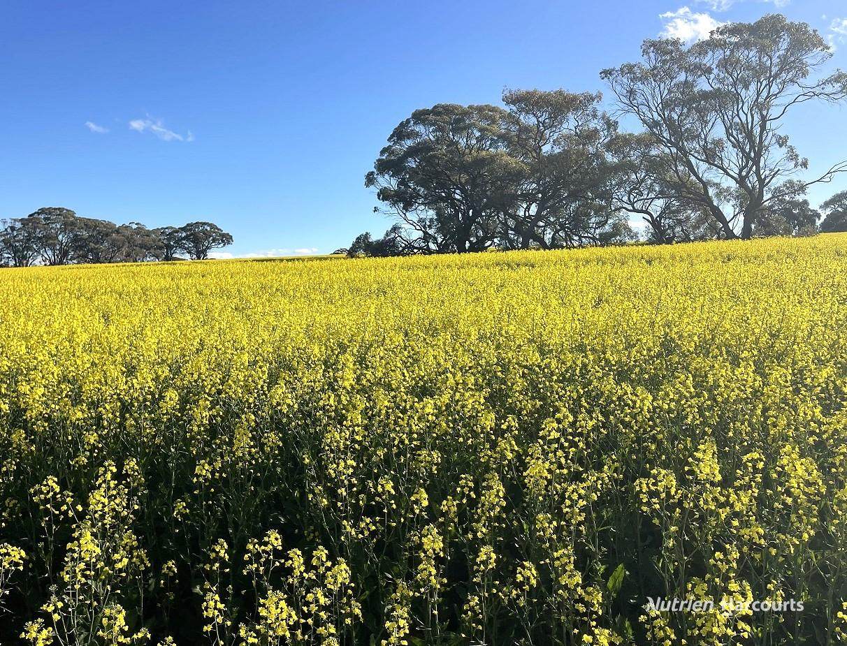 233 Mungedar Road, Badgingarra For Sale by Farmbuy.com - image 6