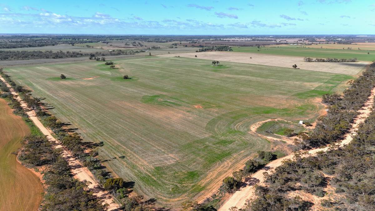 'Kentish' Piangil / Coonimur Road, Piangil For Sale by Farmbuy.com - image 5