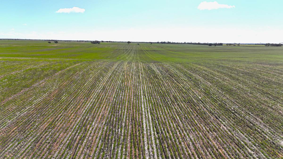'Kentish' Piangil / Coonimur Road, Piangil For Sale by Farmbuy.com - image 10