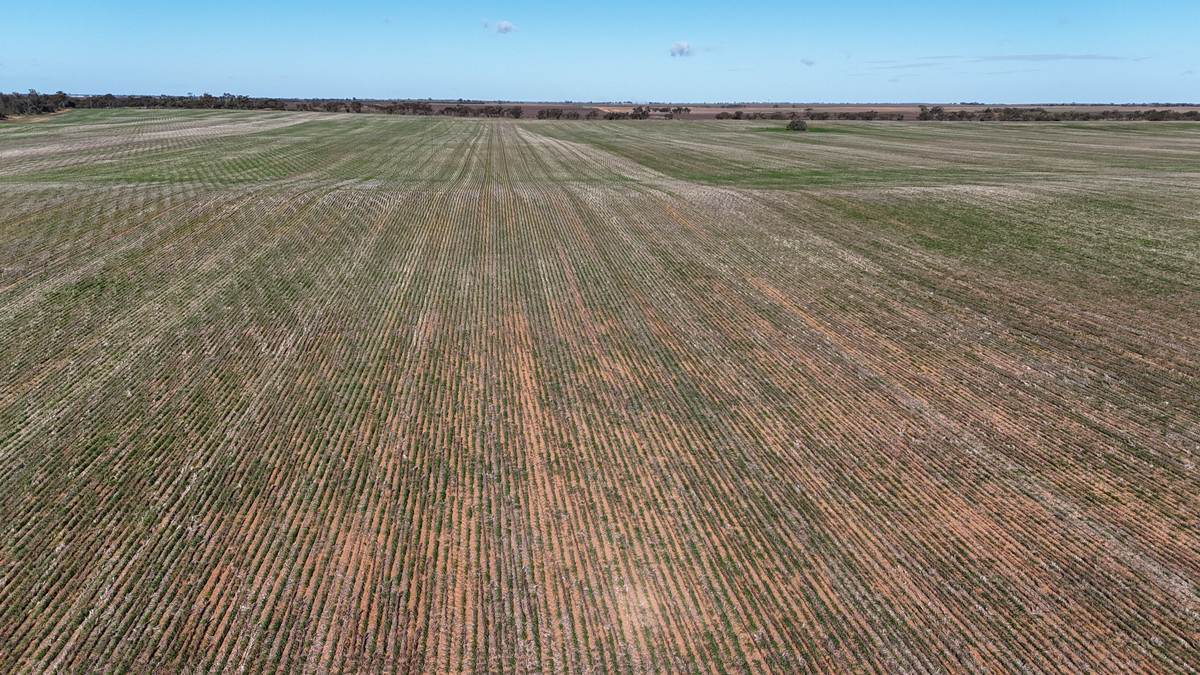 'Kentish' Piangil / Coonimur Road, Piangil For Sale by Farmbuy.com - image 18