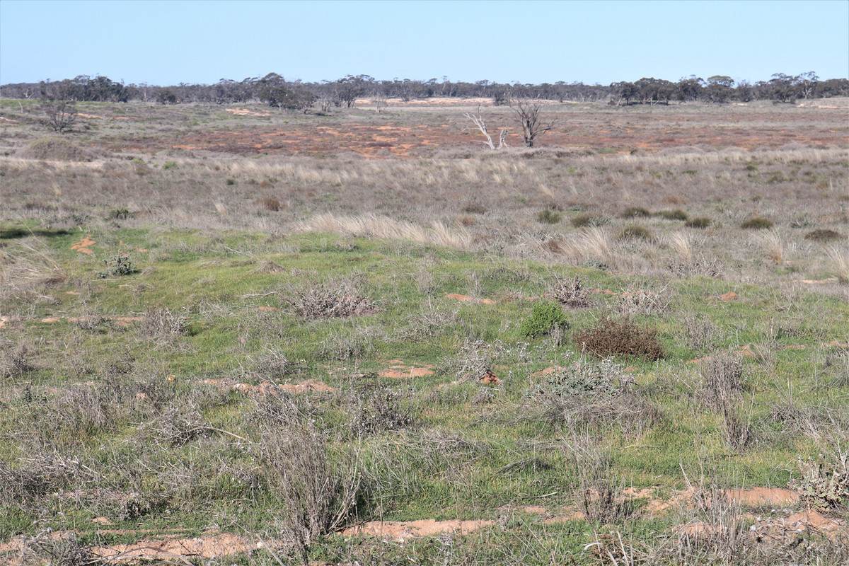 724 Chaplin Road, Tutye For Sale by Farmbuy.com - image 14