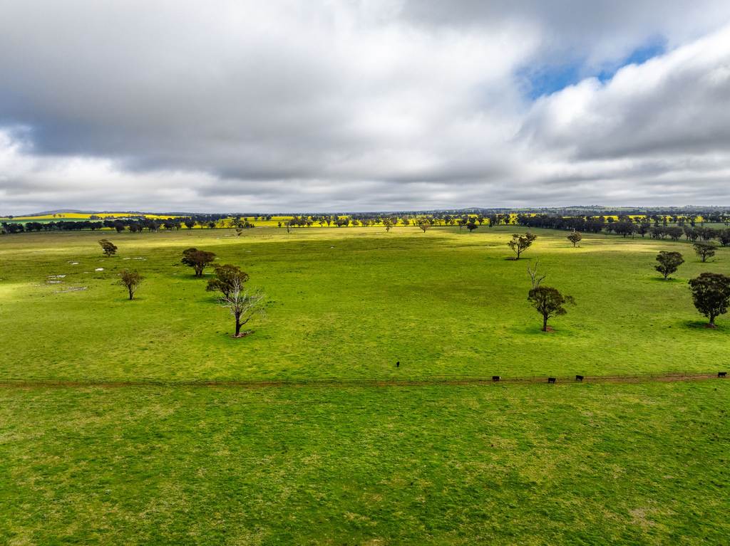 "West Ardnaree" Cnr Newell & Kurrawbya Roads&comma; TUBBUL VIA, Young NSW 2594