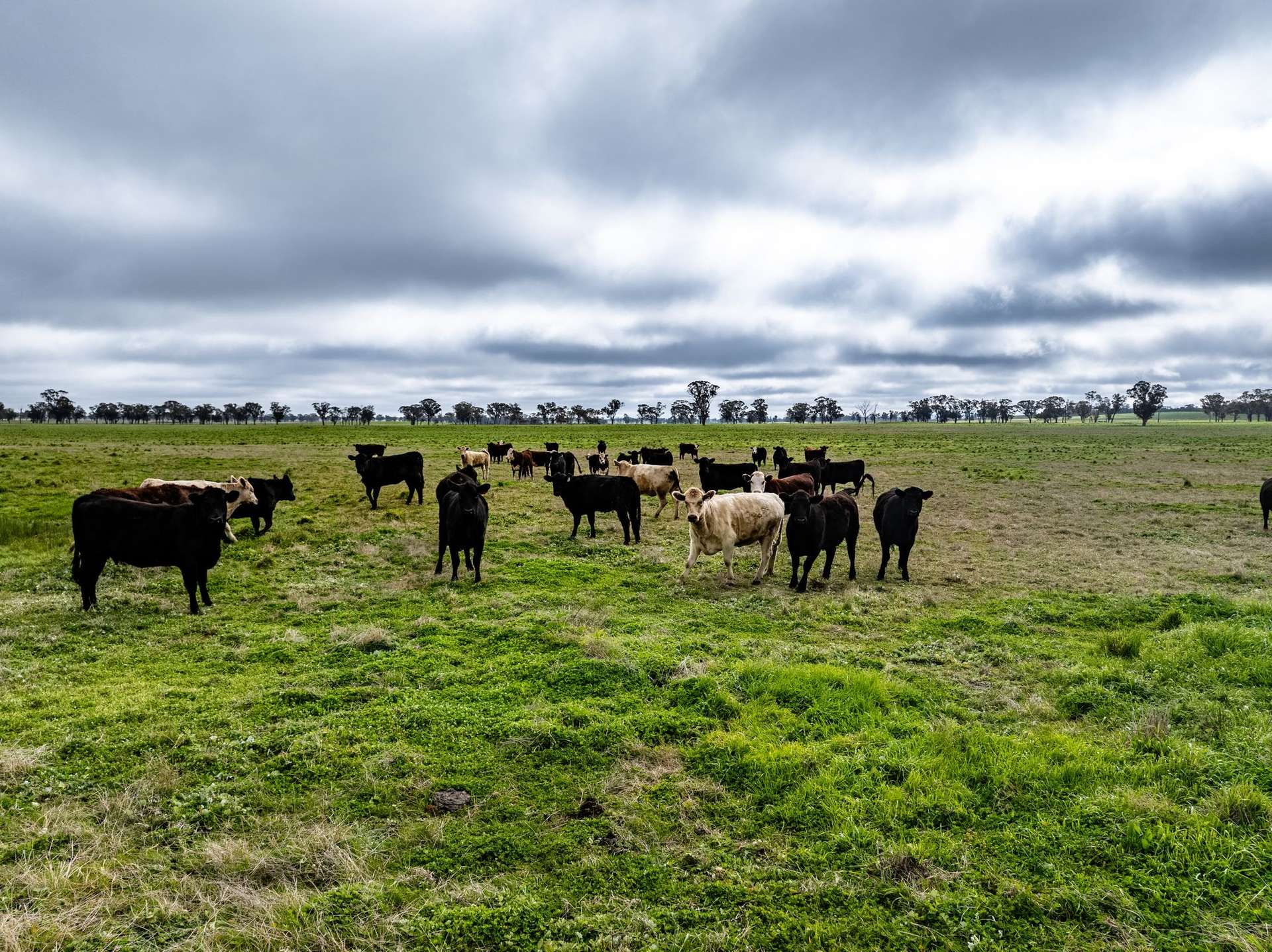"West Ardnaree" Cnr Newell & Kurrawbya Roads, Tubbul Auction by Farmbuy.com - image 15