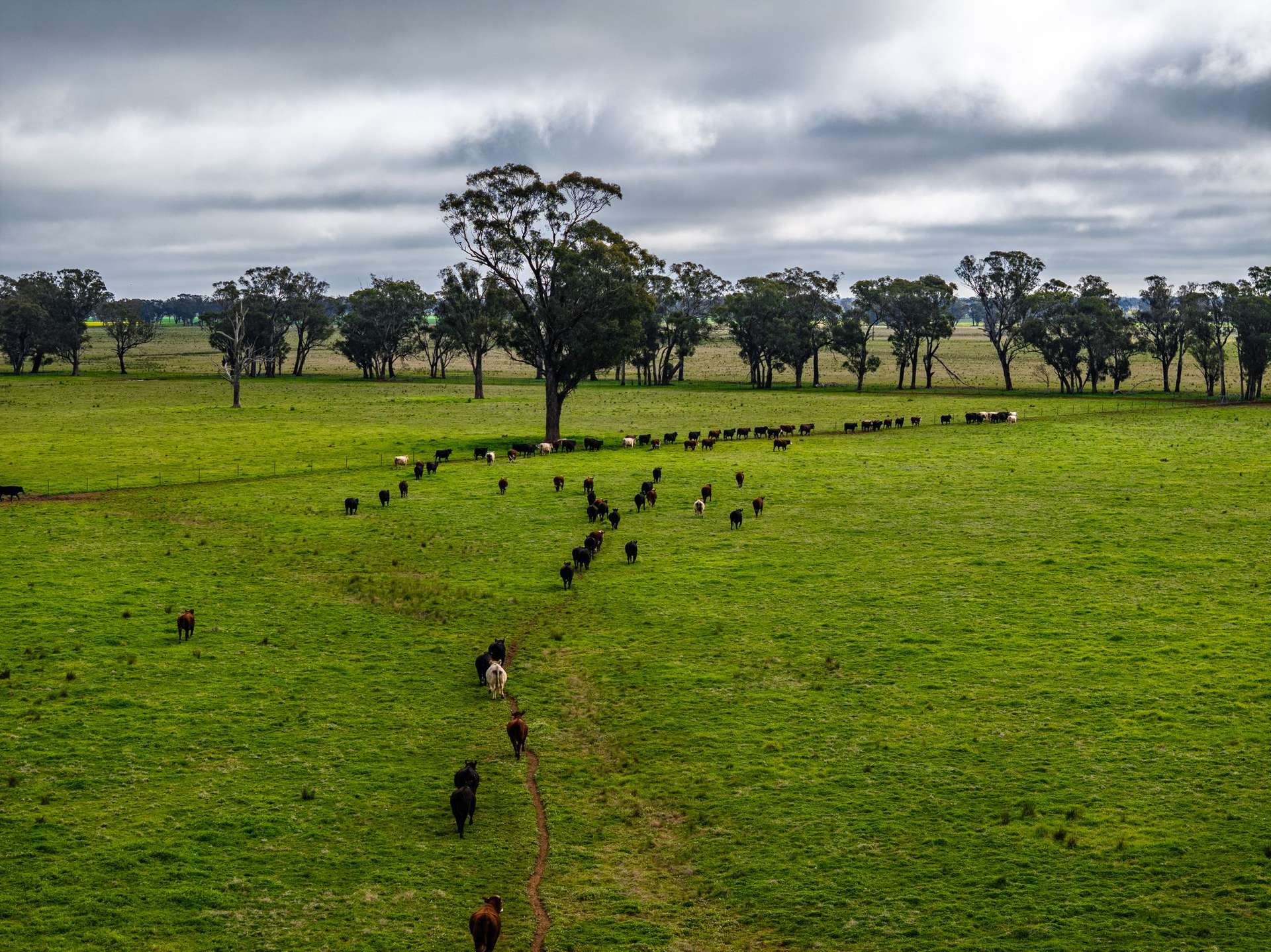 "West Ardnaree" Cnr Newell & Kurrawbya Roads, Tubbul Auction by Farmbuy.com - image 2