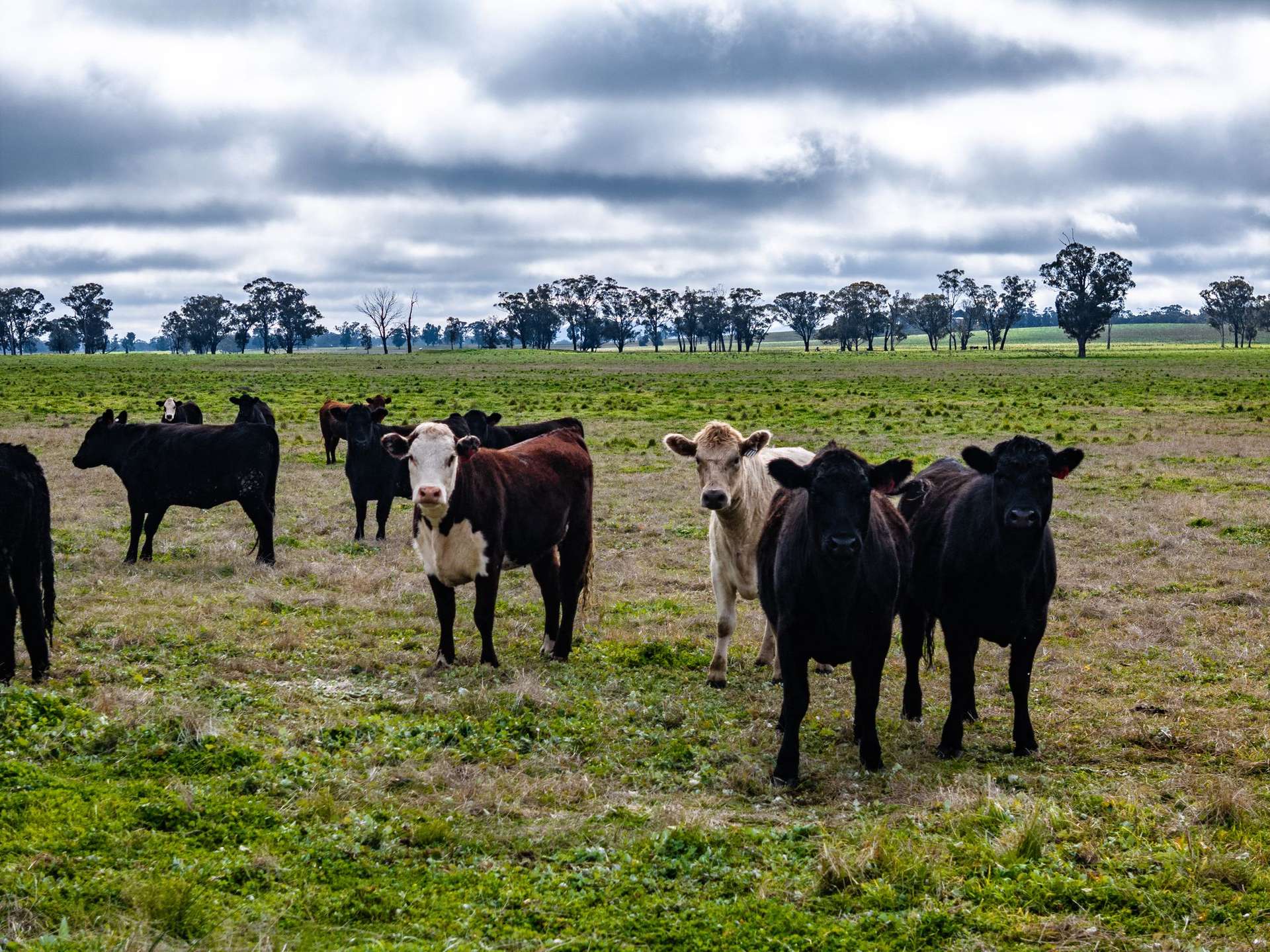 "West Ardnaree" Cnr Newell & Kurrawbya Roads, Tubbul Auction by Farmbuy.com - image 3