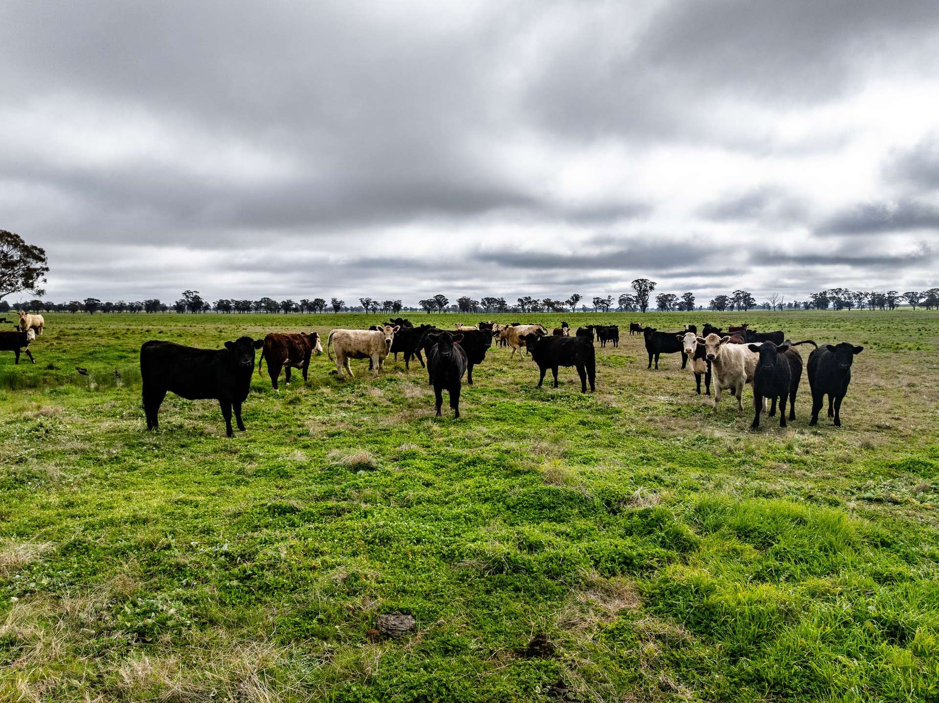 "West Ardnaree" Cnr Newell & Kurrawbya Roads, Tubbul Auction by Farmbuy.com - image 16