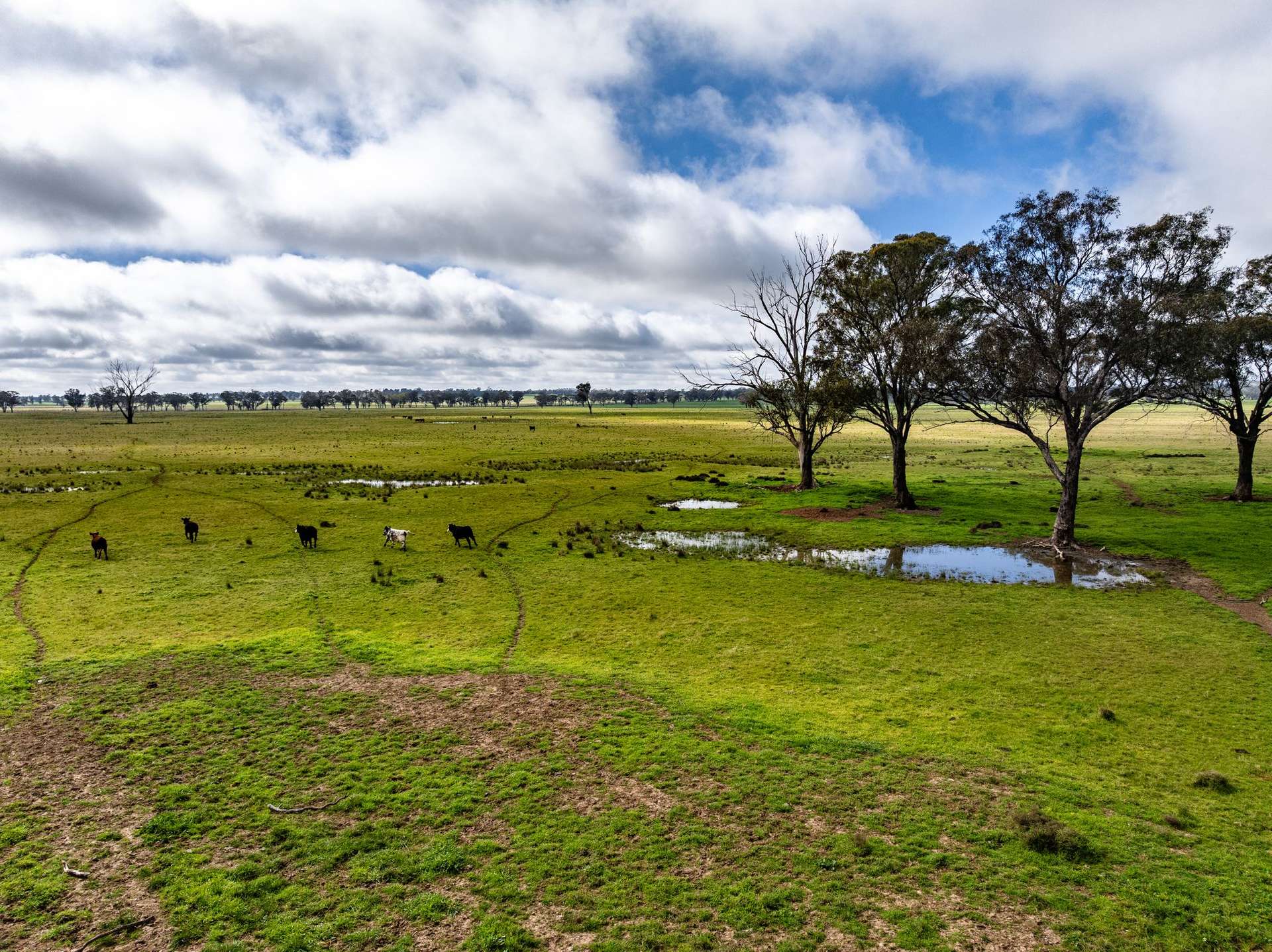 "West Ardnaree" Cnr Newell & Kurrawbya Roads, Tubbul Auction by Farmbuy.com - image 20