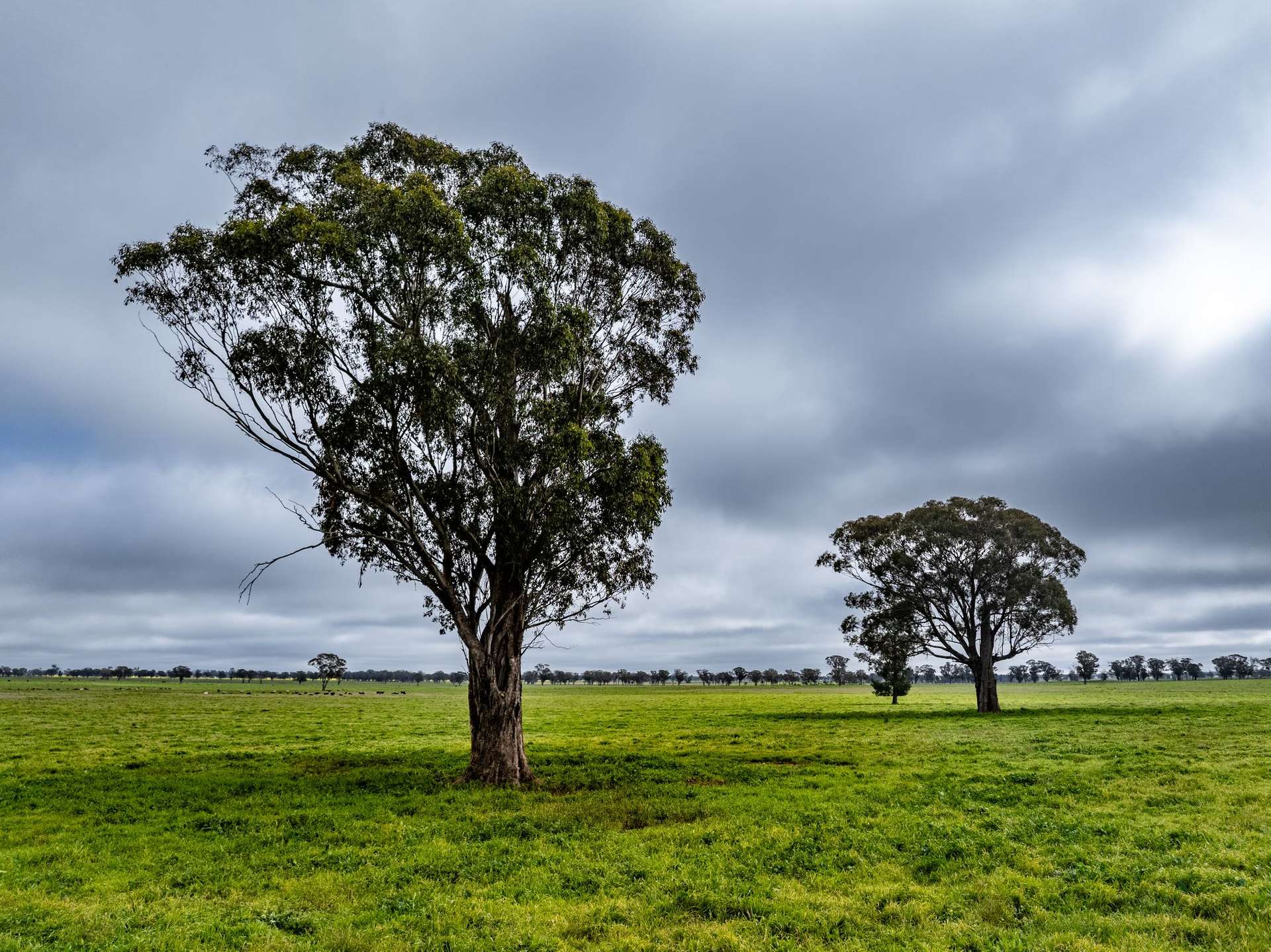 "West Ardnaree" Cnr Newell & Kurrawbya Roads, Tubbul Auction by Farmbuy.com - image 7