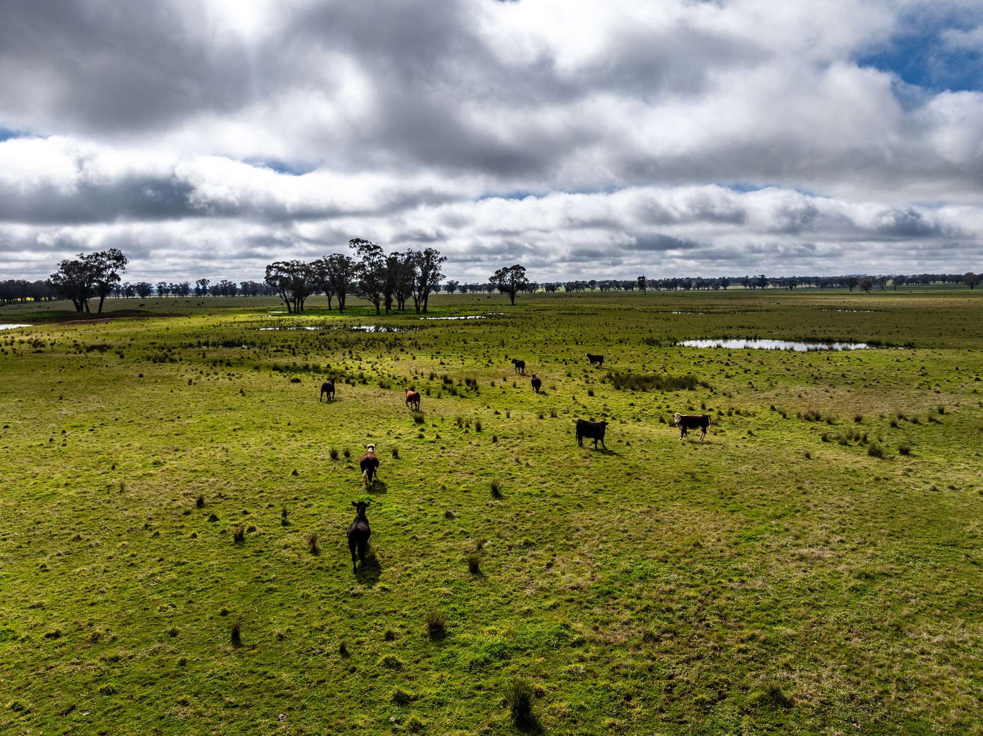 "West Ardnaree" Cnr Newell & Kurrawbya Roads, Tubbul Auction by Farmbuy.com - image 19