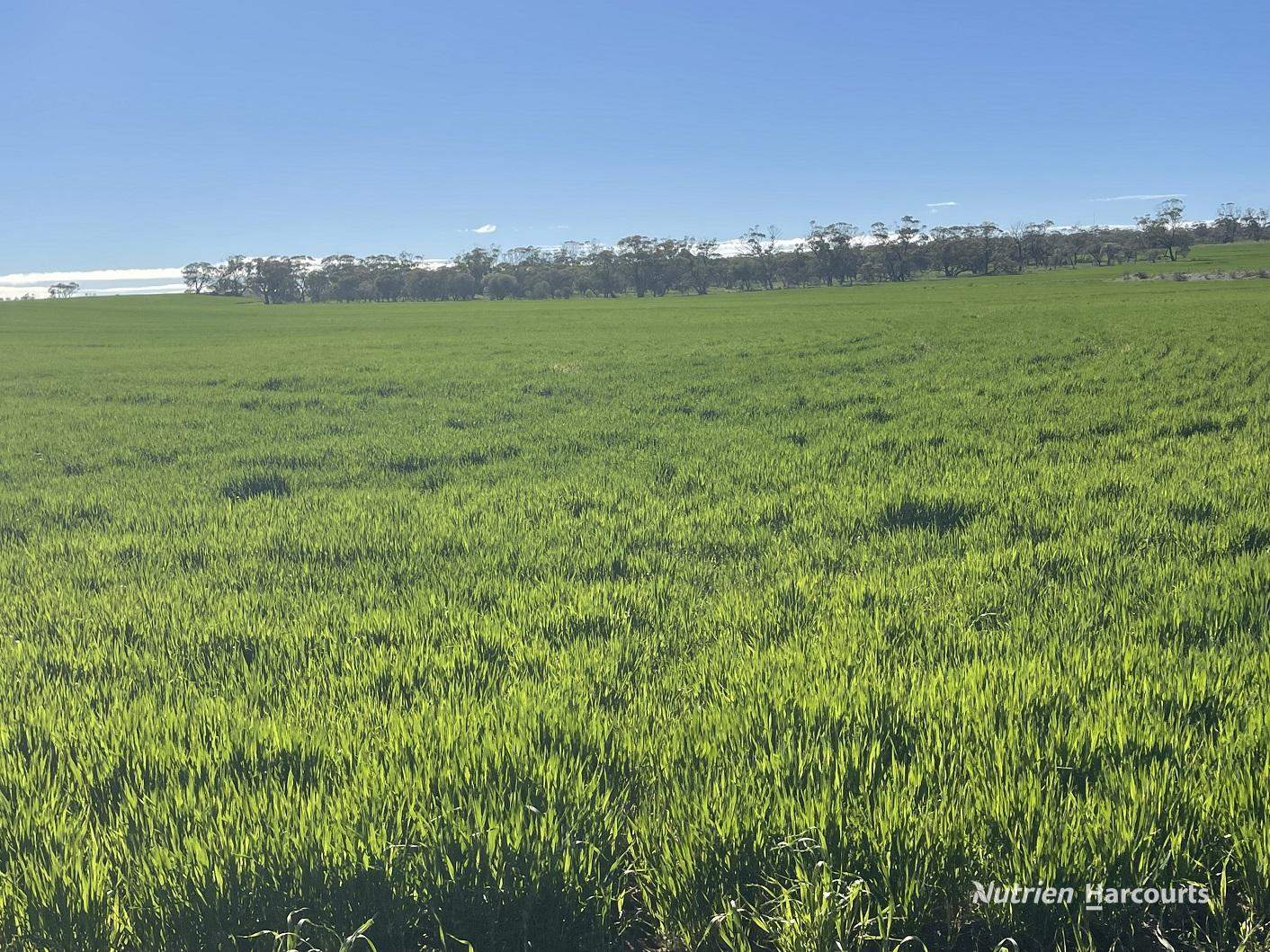 127 Mailey Road, West Ballidu For Sale by Farmbuy.com - image 8