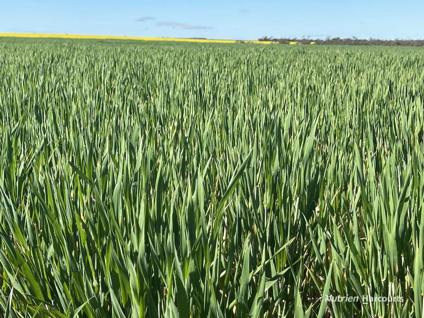 127 Mailey Road, West Ballidu For Sale by Farmbuy.com - image 6