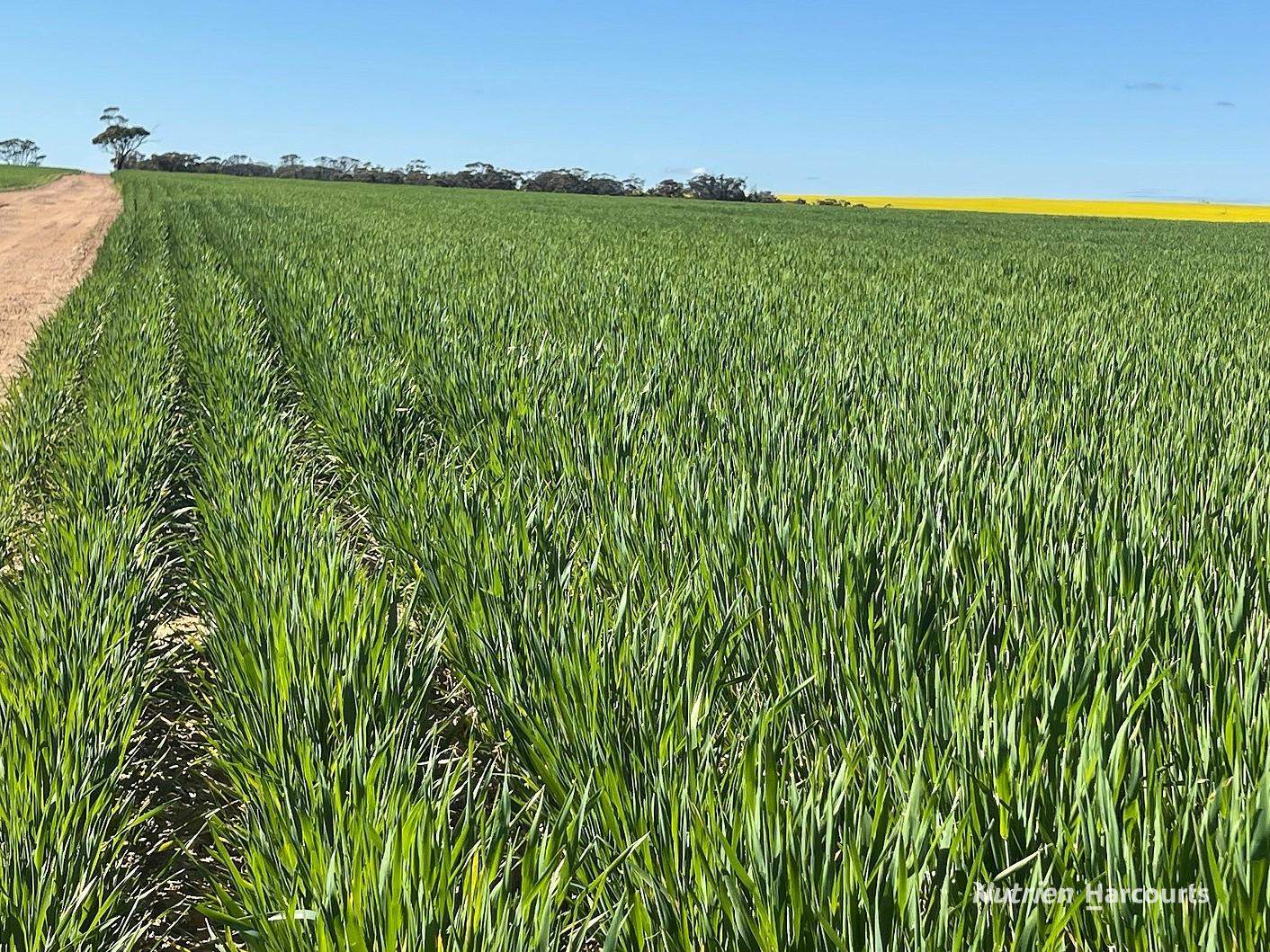 127 Mailey Road, West Ballidu For Sale by Farmbuy.com - image 3