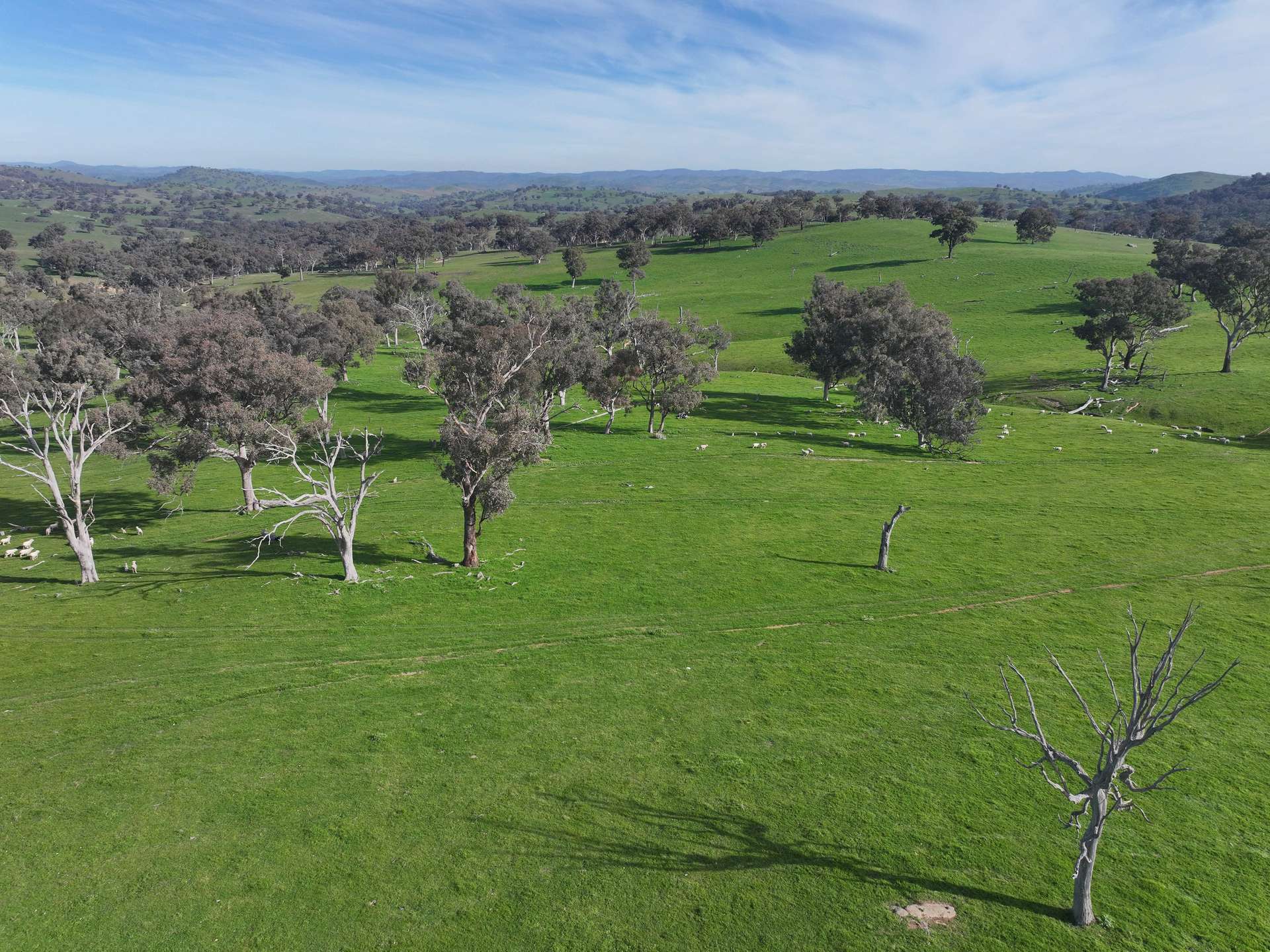 'Caulderwood Park' 570 Coggans Road, Coolac Tender by Farmbuy.com - image 9