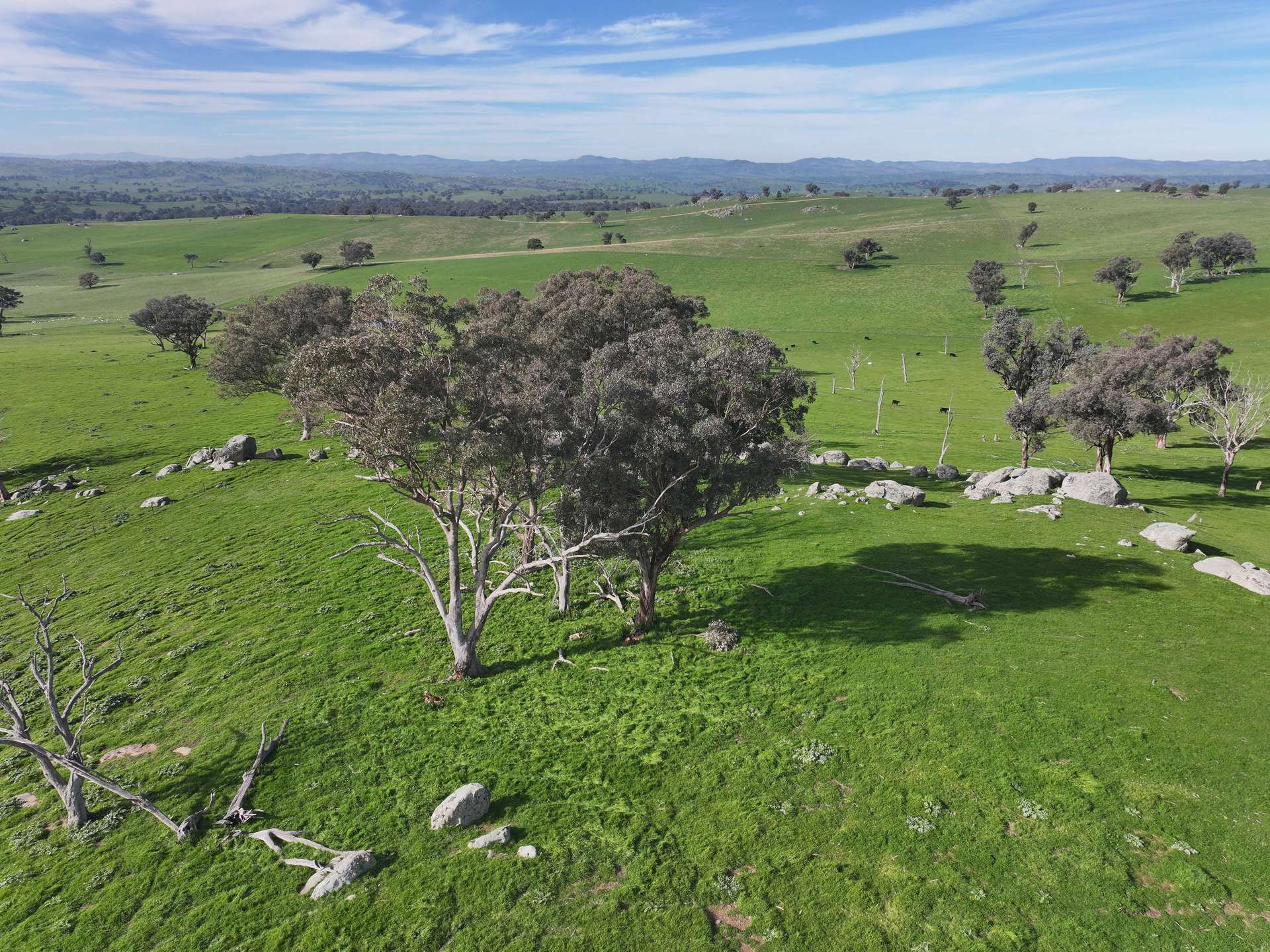 'Caulderwood Park' 570 Coggans Road, Coolac Tender by Farmbuy.com - image 10