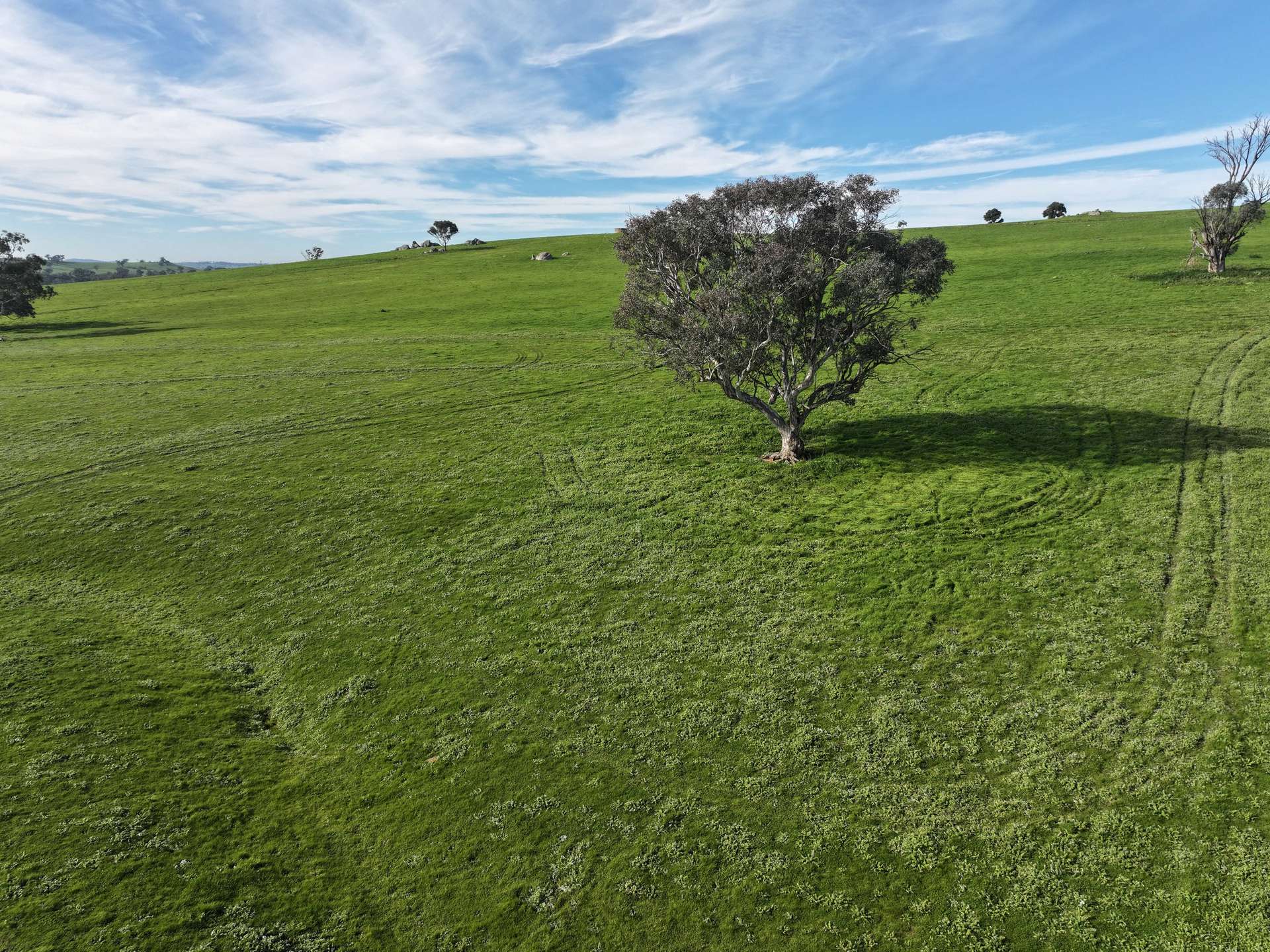 'Caulderwood Park' 570 Coggans Road, Coolac Tender by Farmbuy.com - image 16