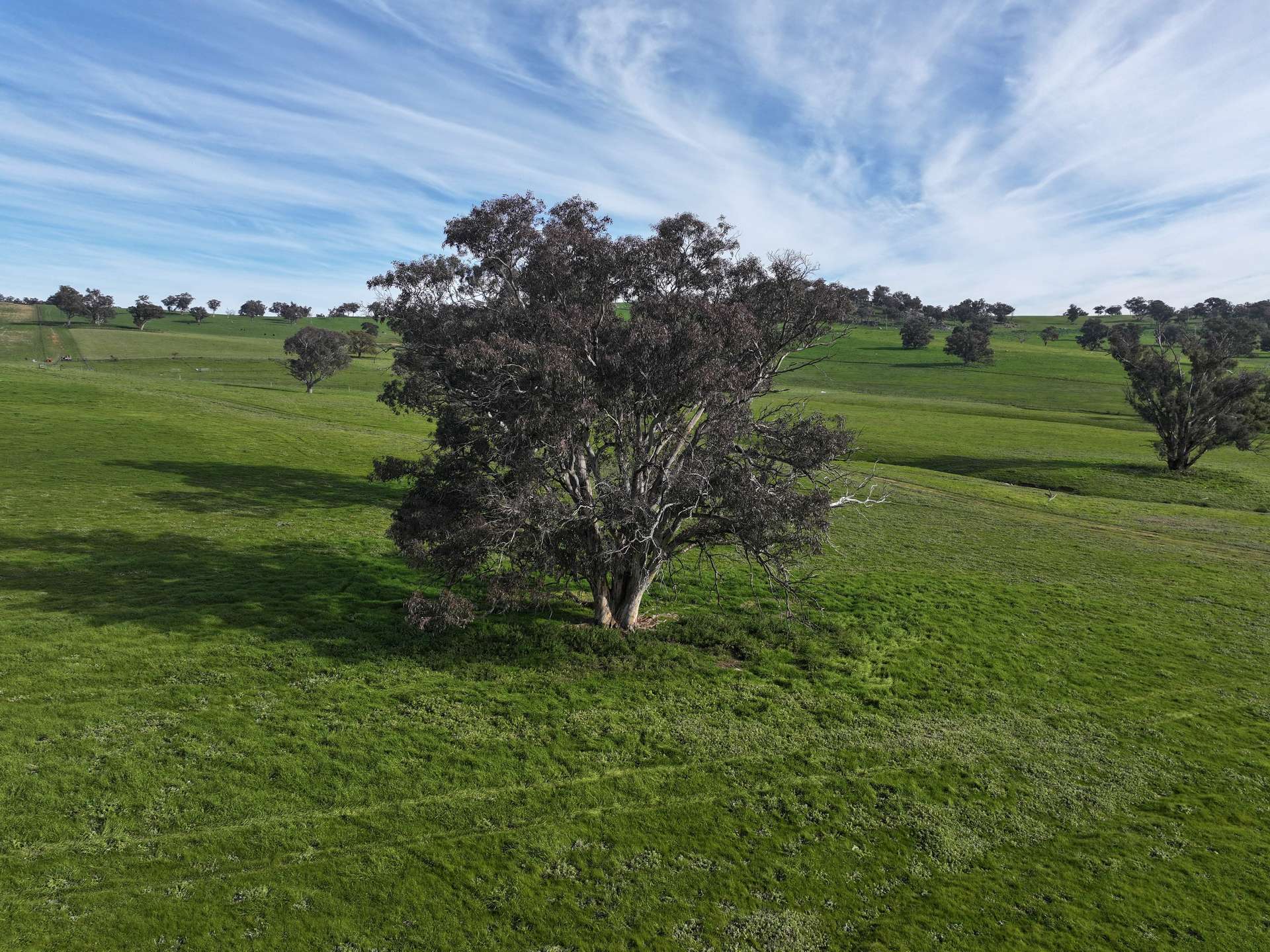 'Caulderwood Park' 570 Coggans Road, Coolac Tender by Farmbuy.com - image 35