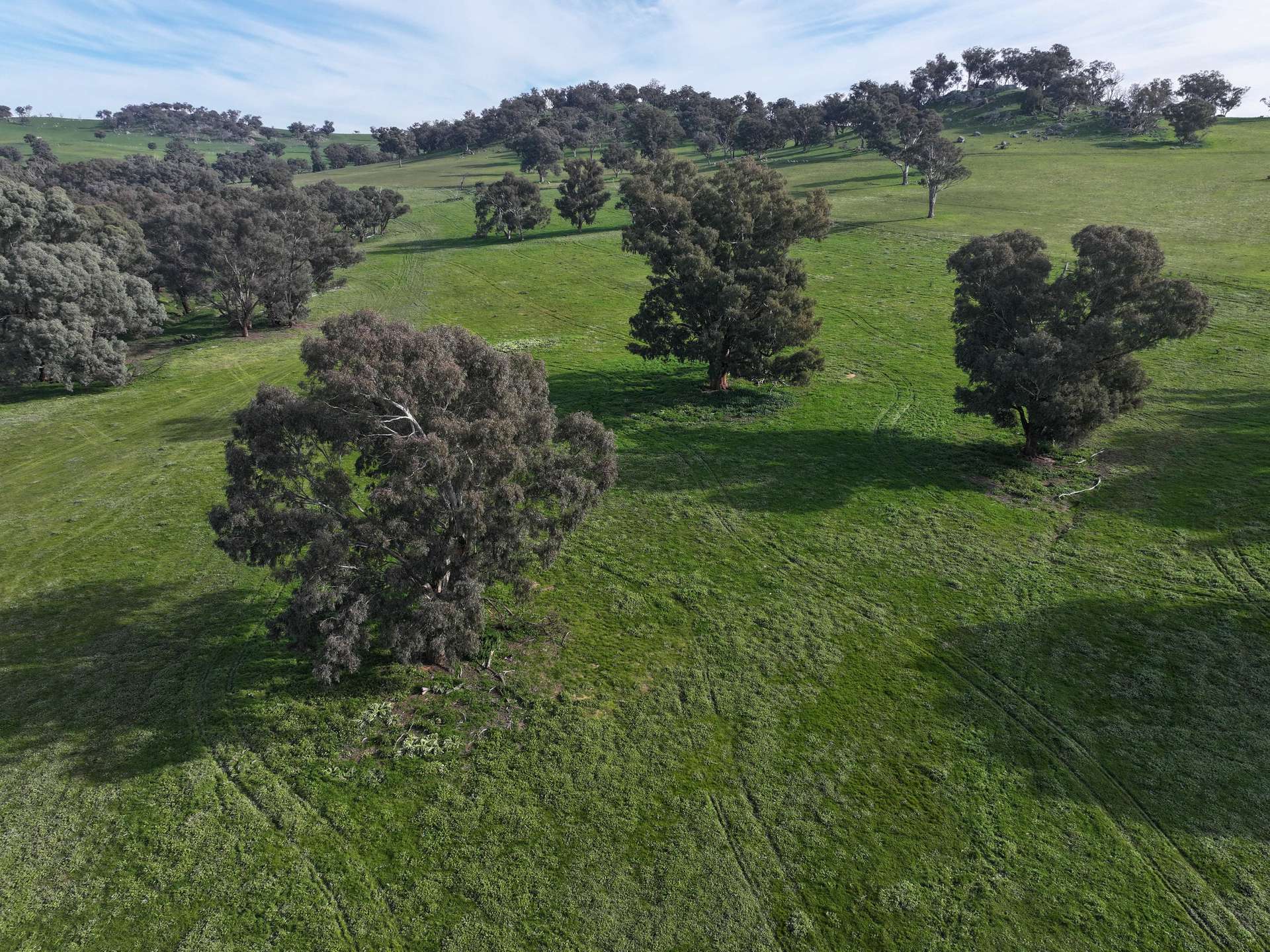 'Caulderwood Park' 570 Coggans Road, Coolac Tender by Farmbuy.com - image 33