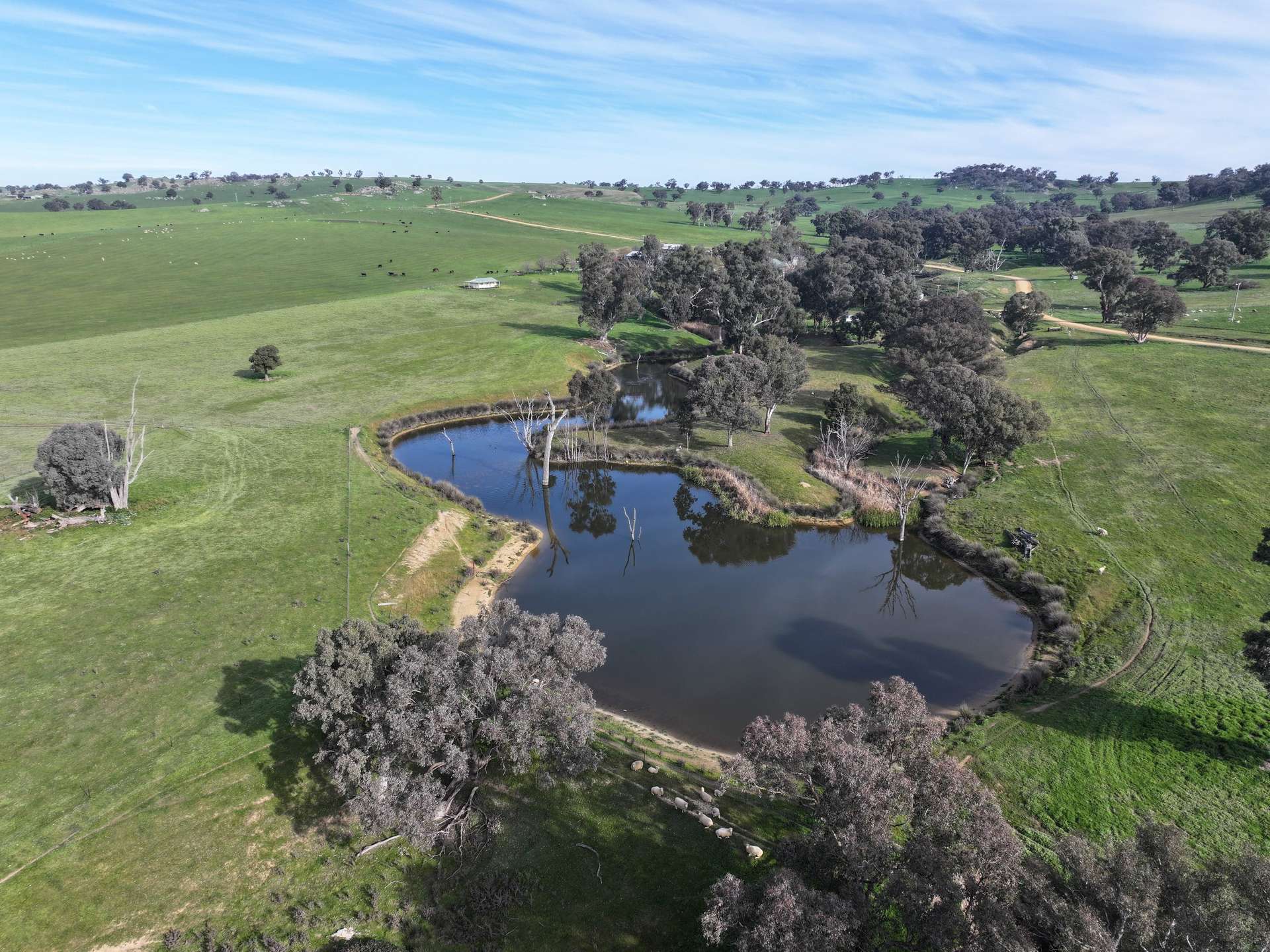 'Caulderwood Park' 570 Coggans Road, Coolac Tender by Farmbuy.com - image 30