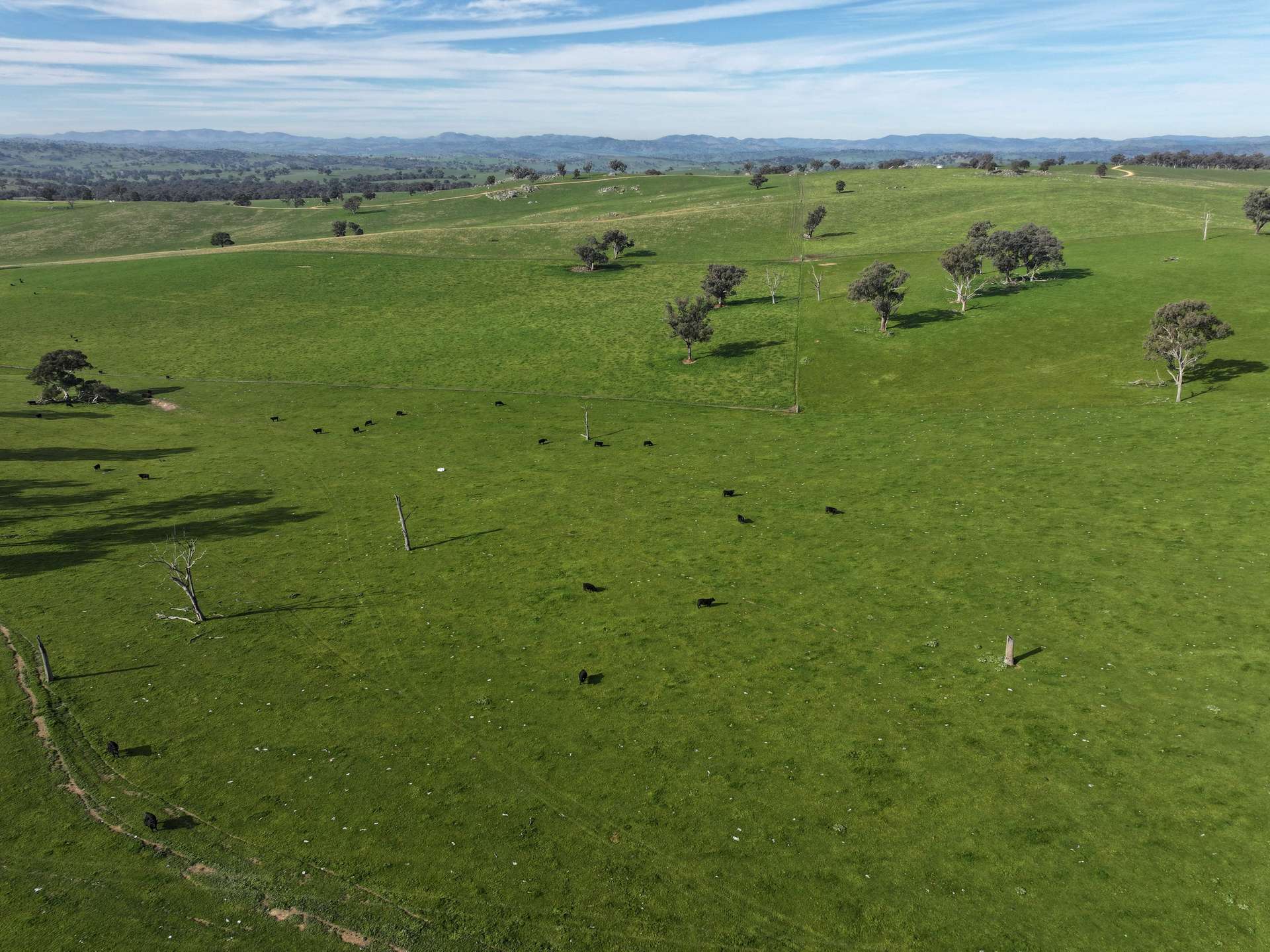 'Caulderwood Park' 570 Coggans Road, Coolac Tender by Farmbuy.com - image 13