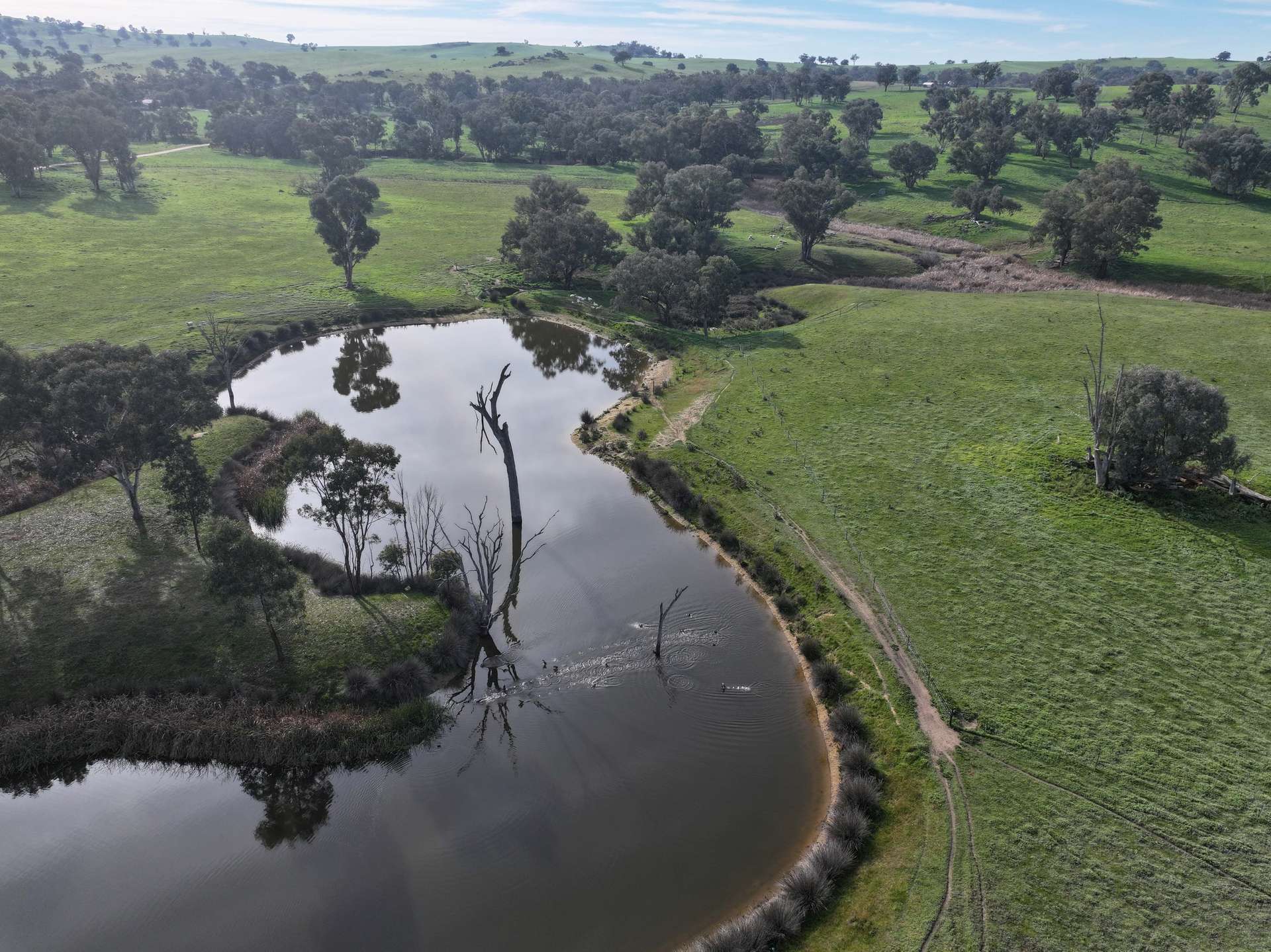 'Caulderwood Park' 570 Coggans Road, Coolac Tender by Farmbuy.com - image 18