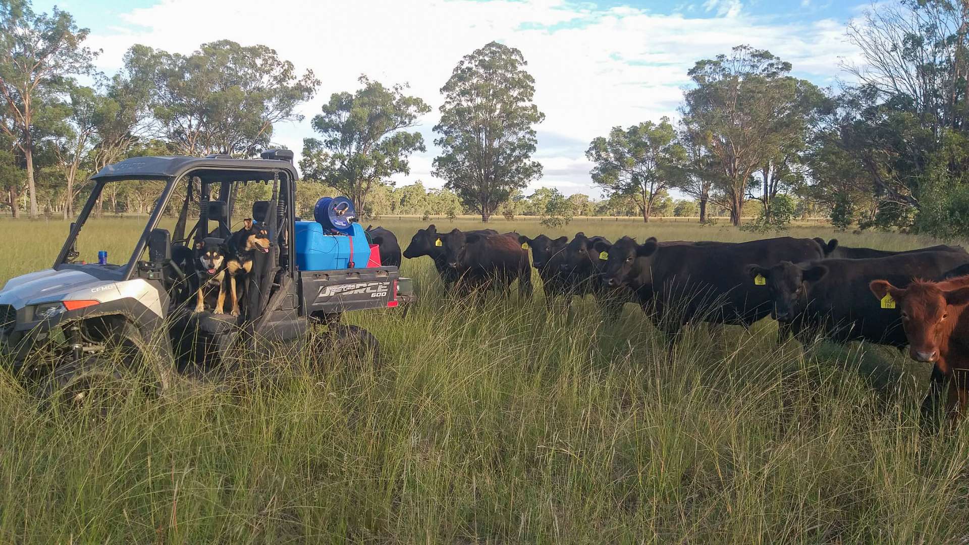 6511 Toowoomba Karara Road, Leyburn For Sale by Farmbuy.com - image 30