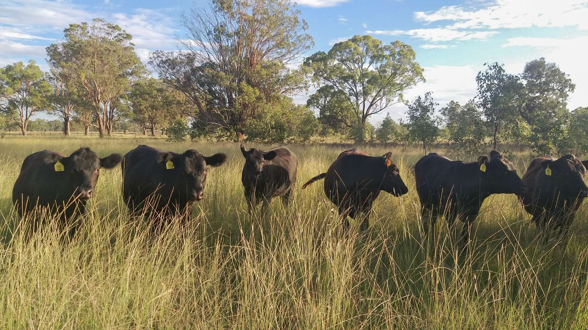 6511 Toowoomba Karara Road, Leyburn For Sale by Farmbuy.com - image 29