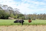 213 Kings Hill Road, Highgrove For Sale by REMAX Success Rural