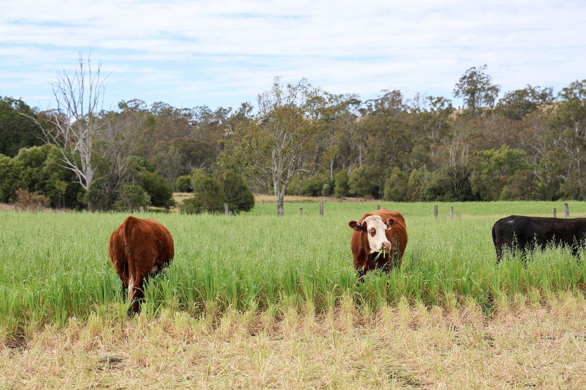213 Kings Hill Road, Highgrove For Sale by Farmbuy.com - image 2